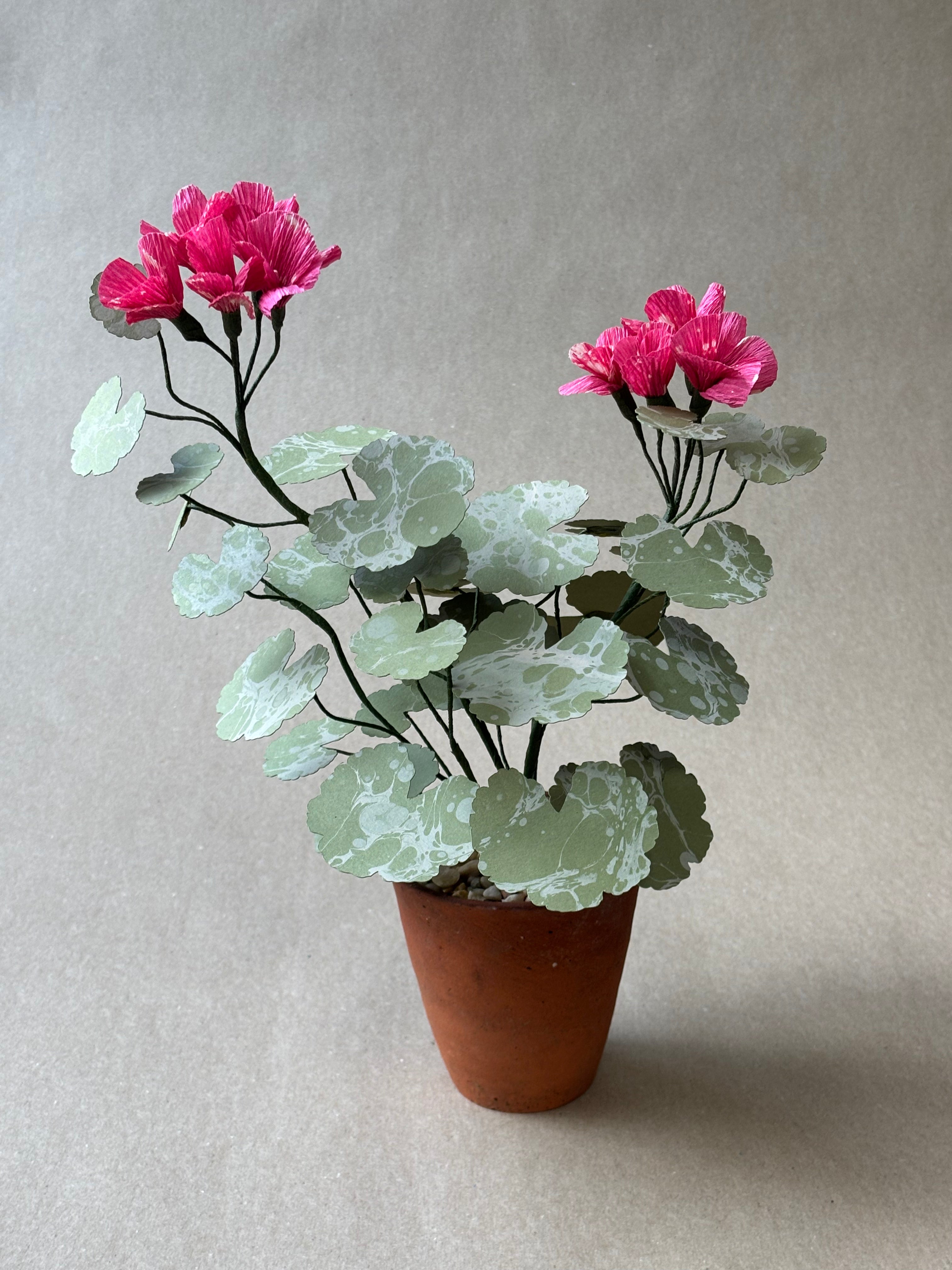 Geranium