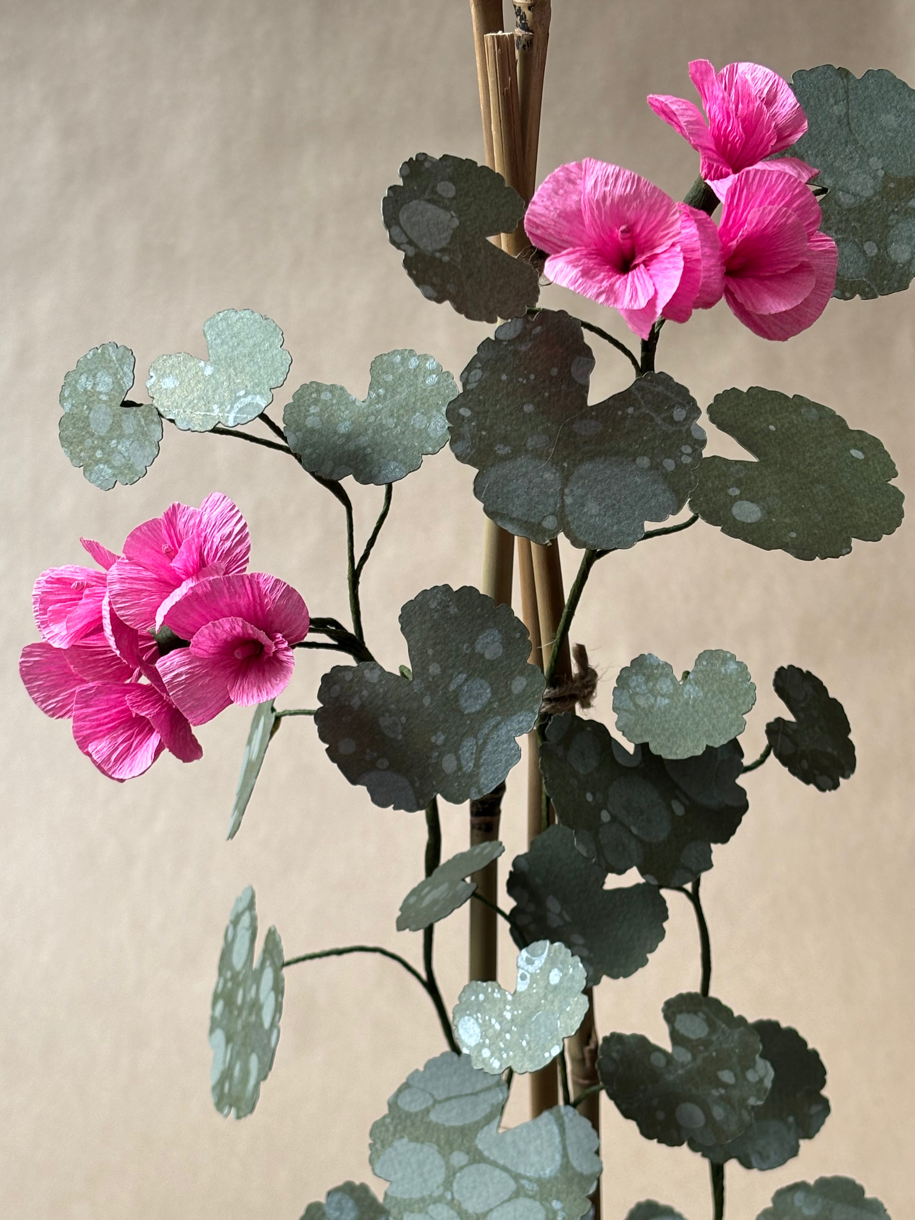 Geranium
