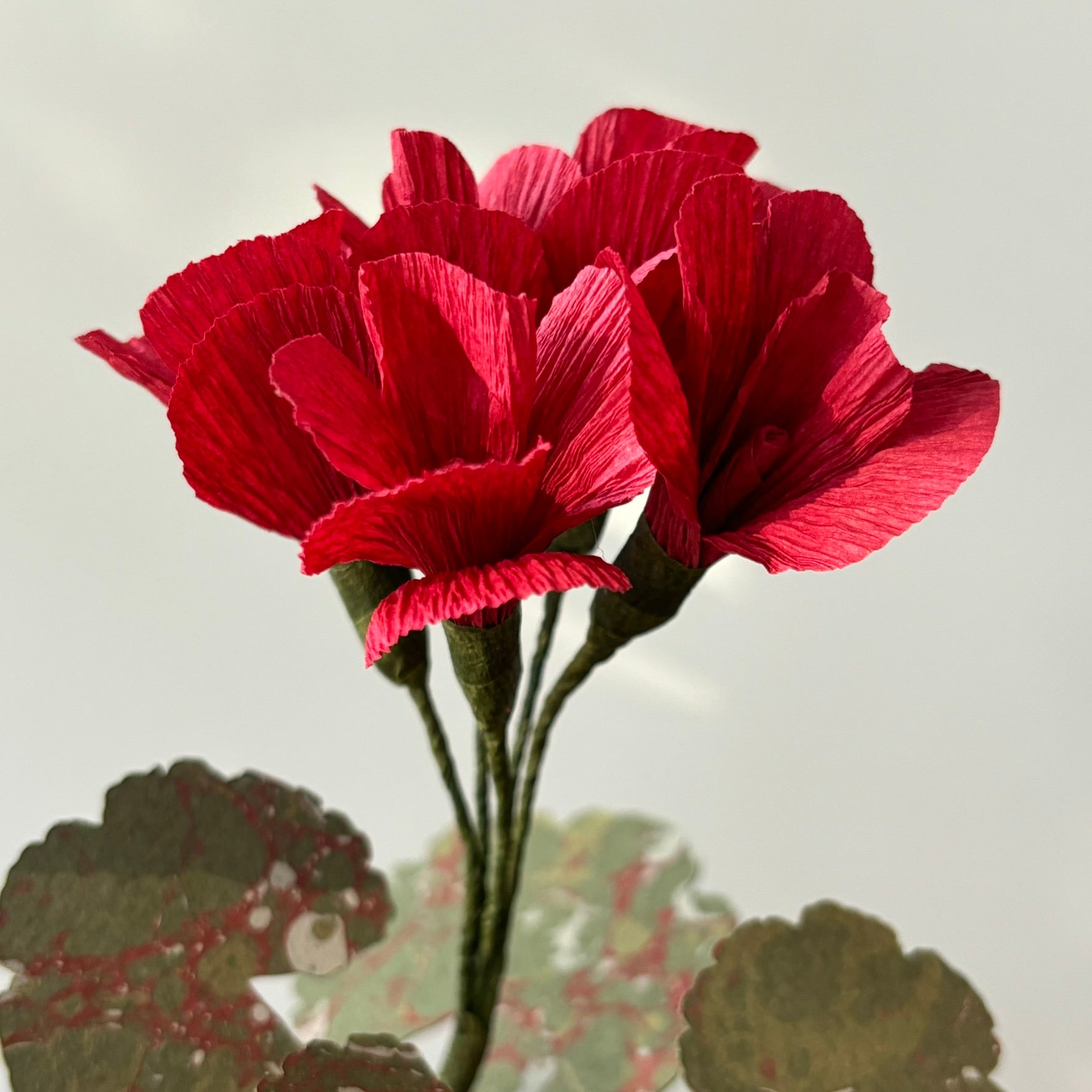 Paper Geranium