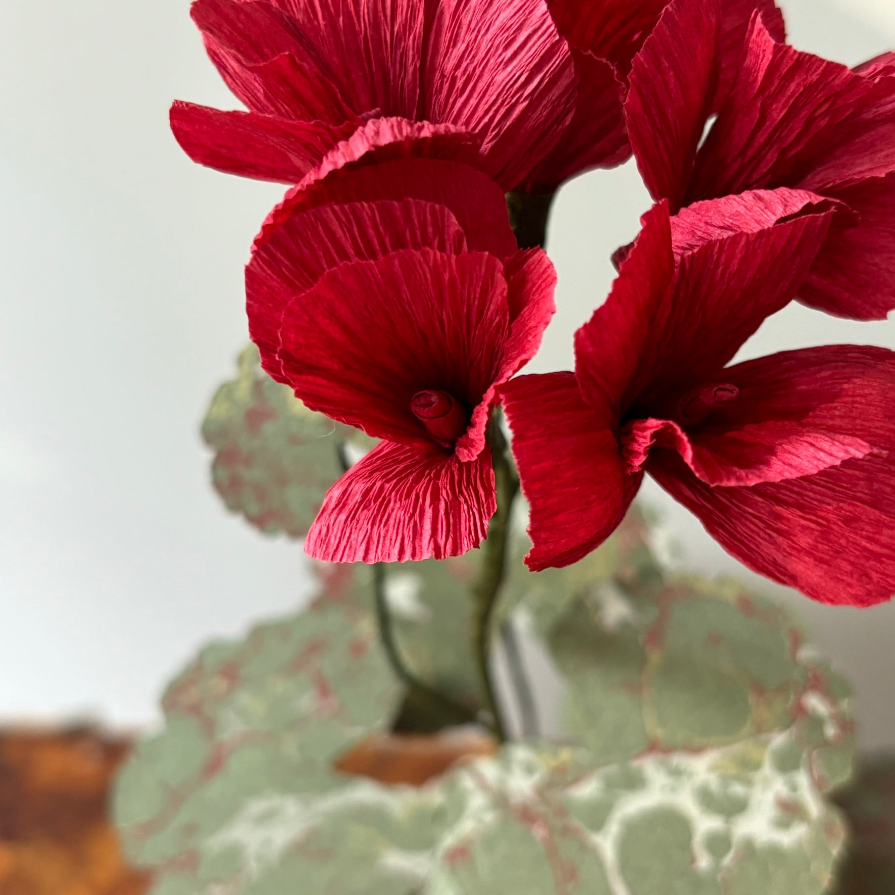 Paper Geranium