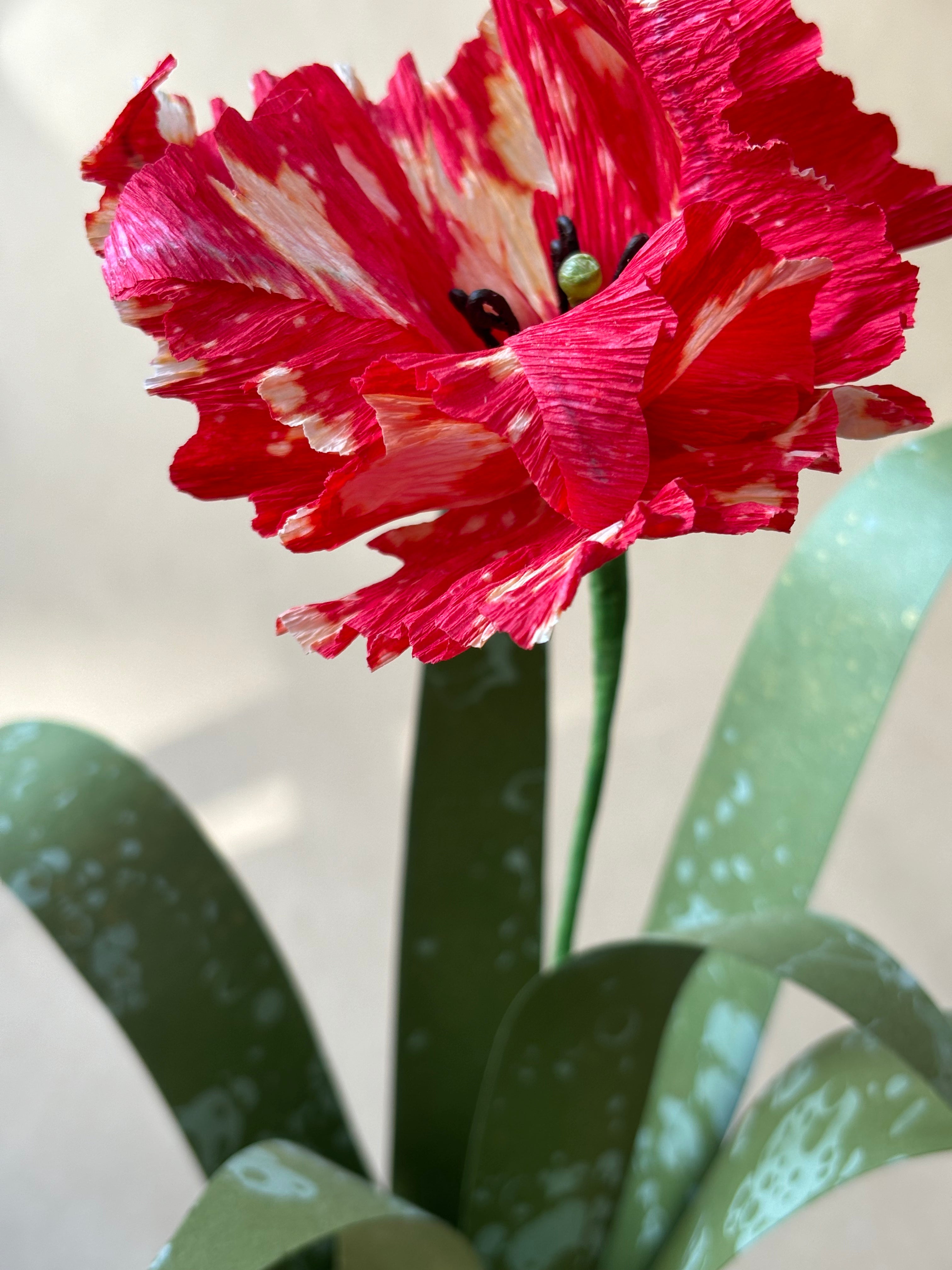 Parrot Tulip