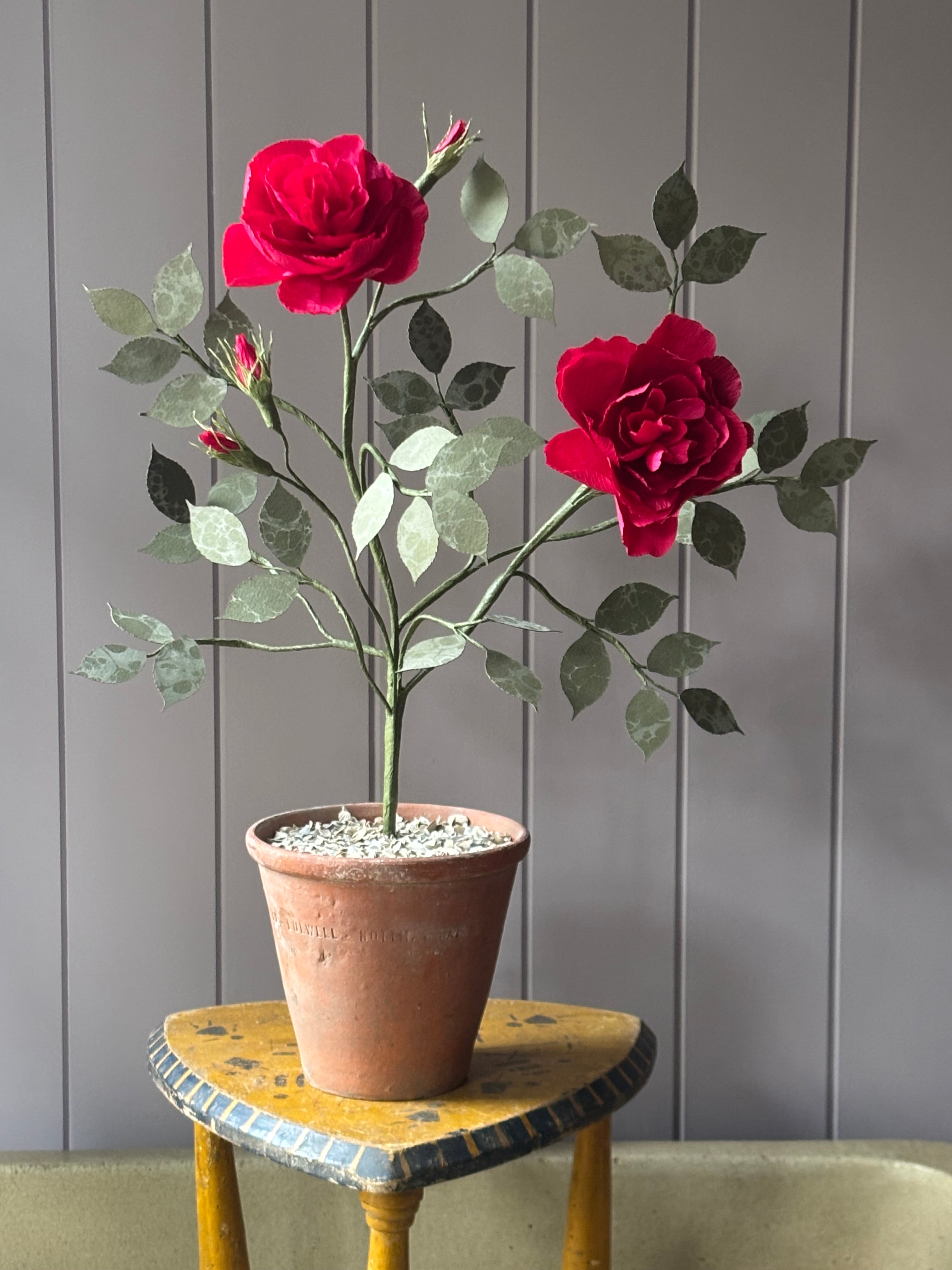 Paper Shrub Rose
