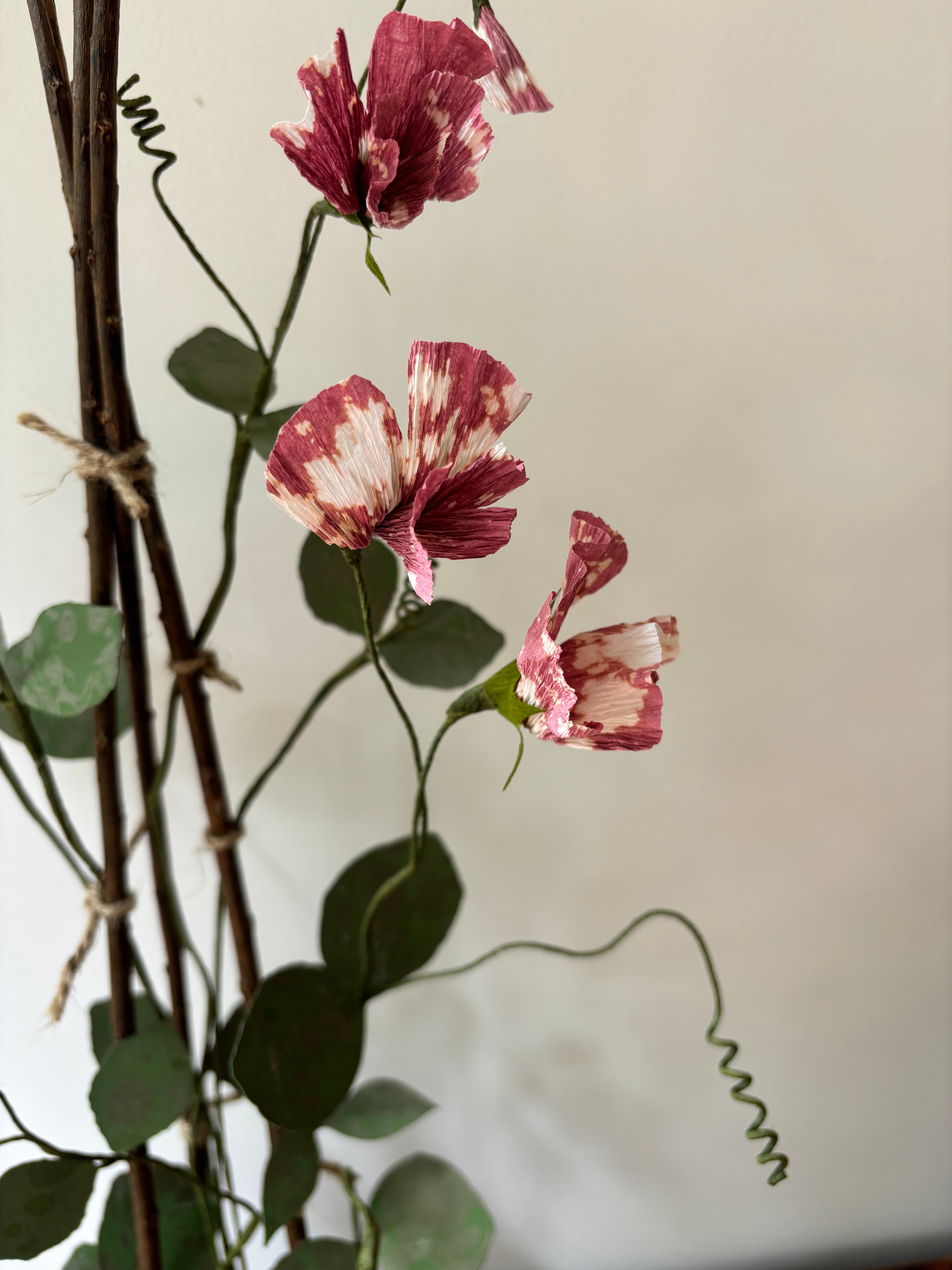 Sweetpea