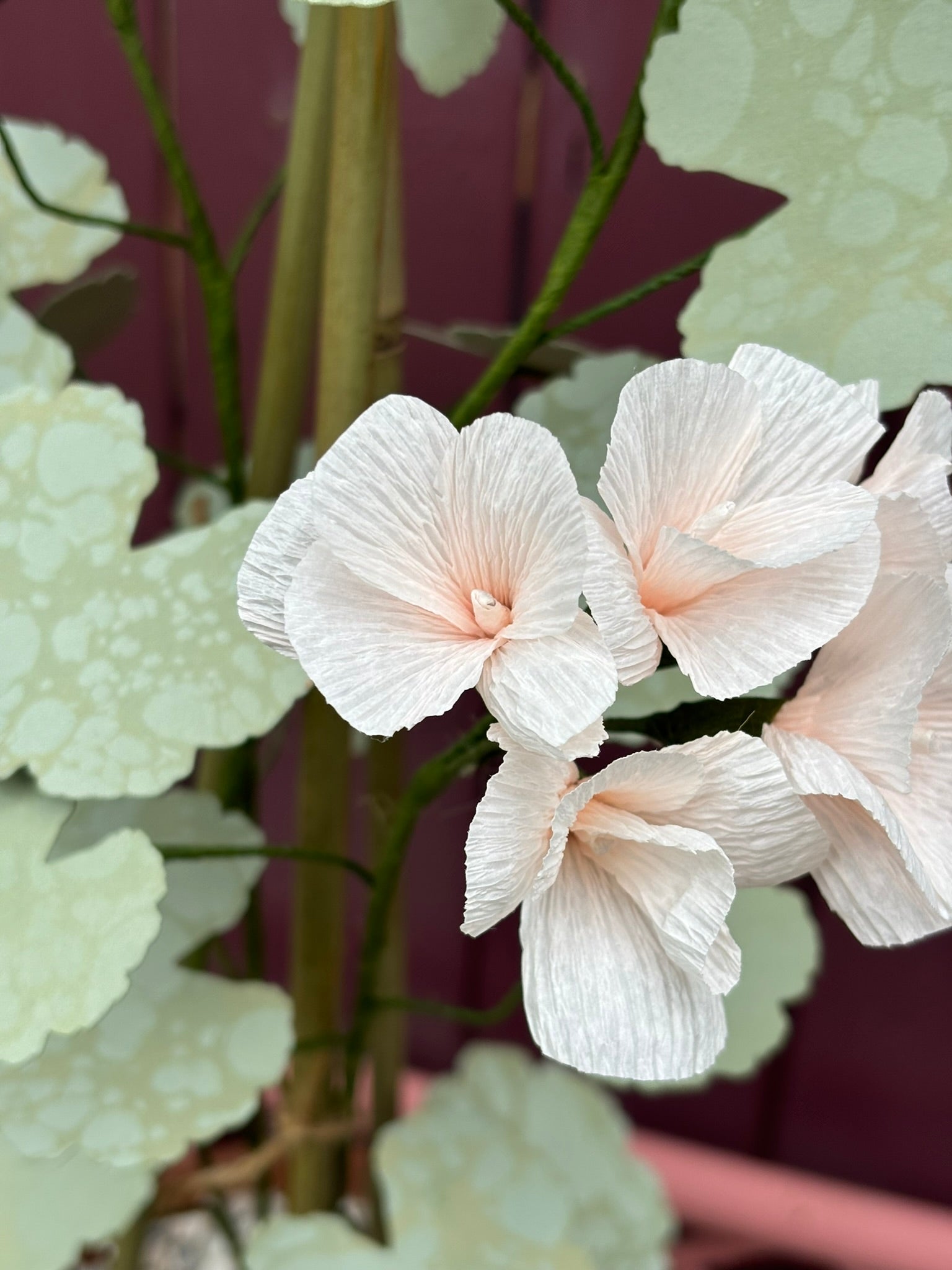 Geranium