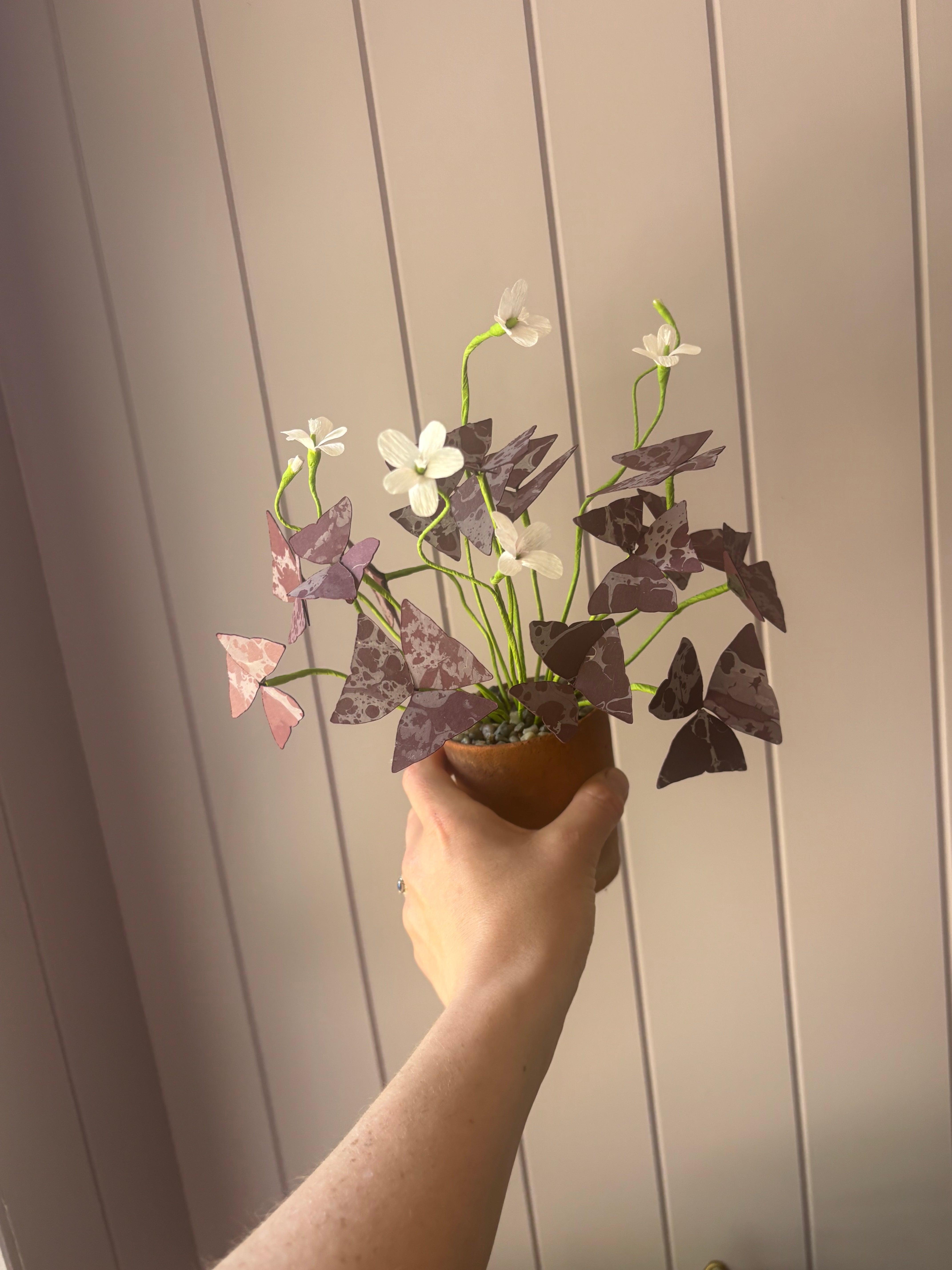 Paper Oxalis