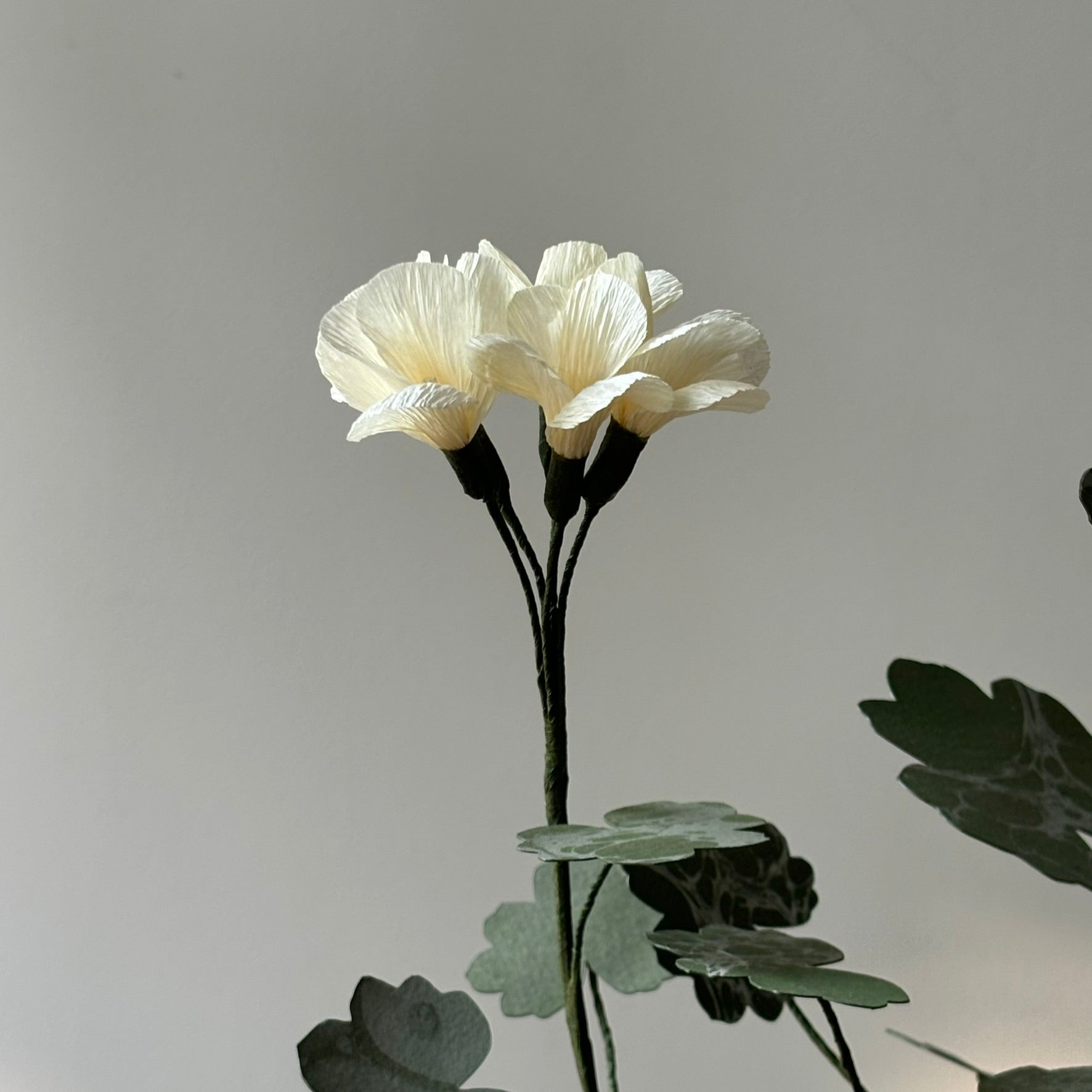 Paper Geranium