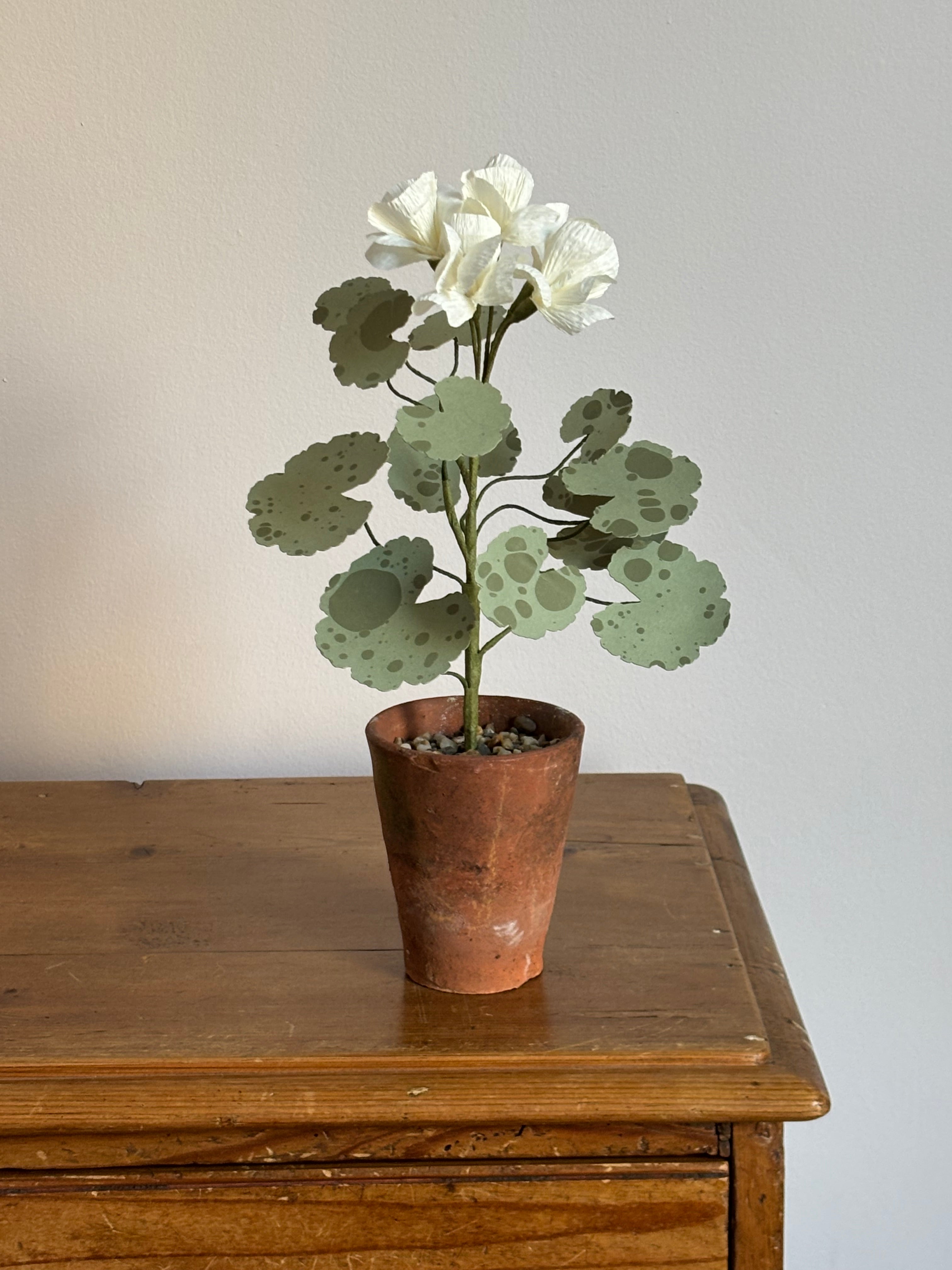 Paper Geranium