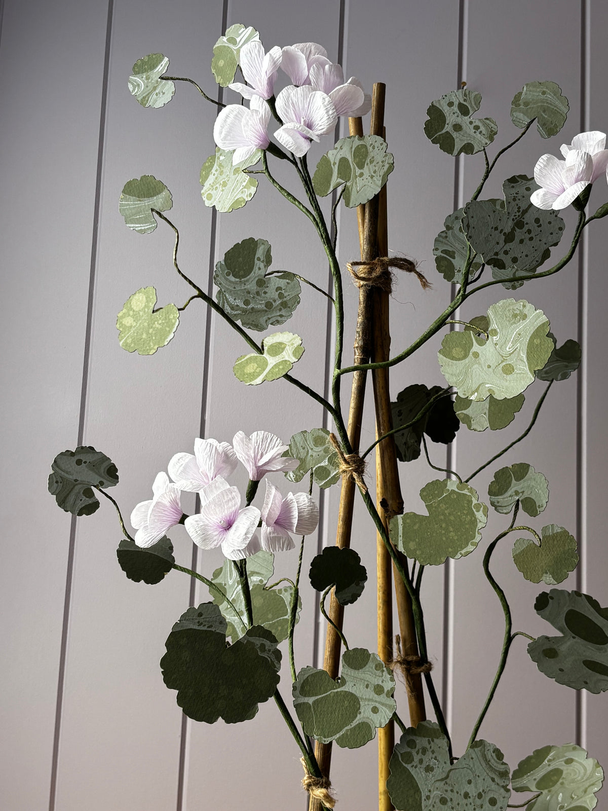 Paper geranium