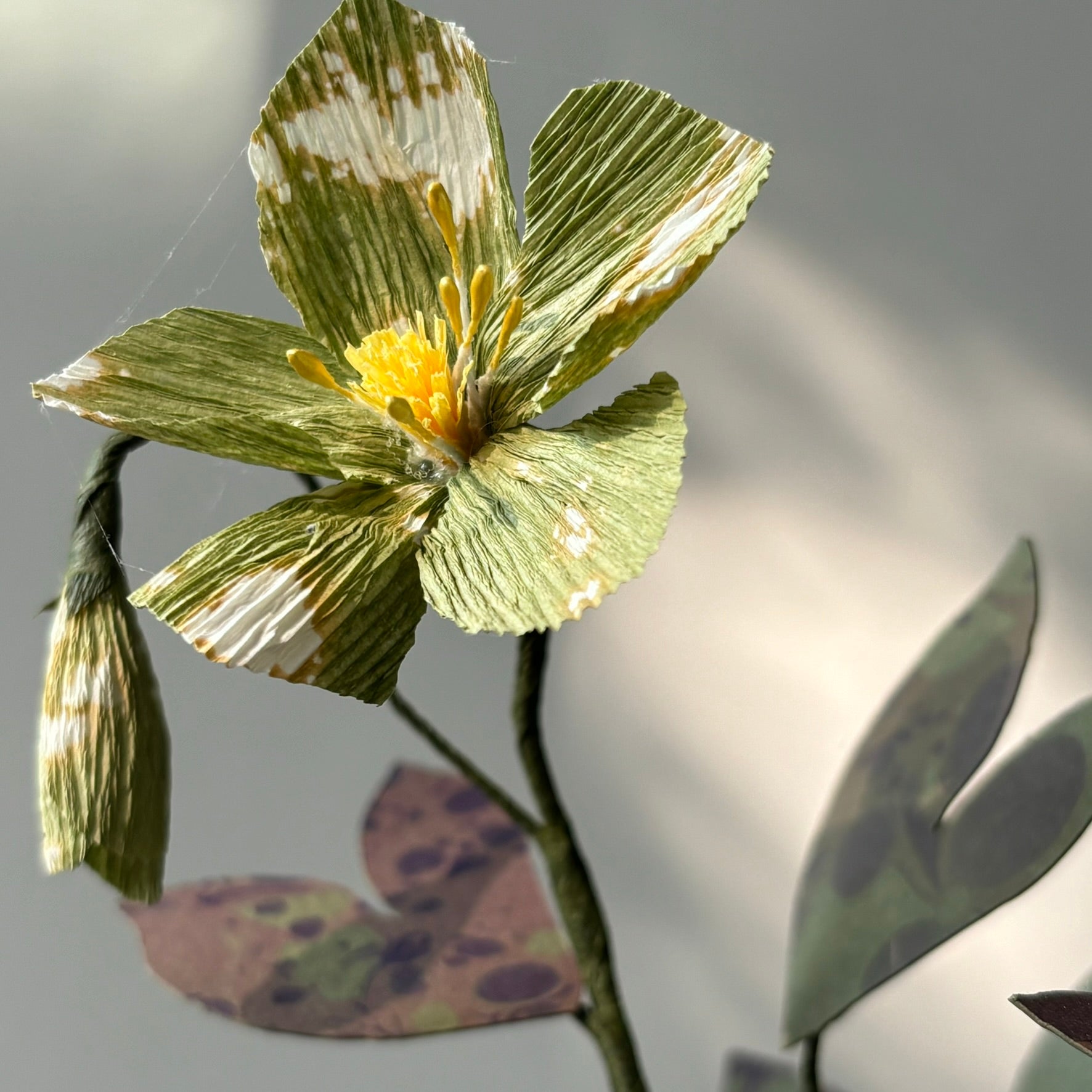 Paper Hellebore