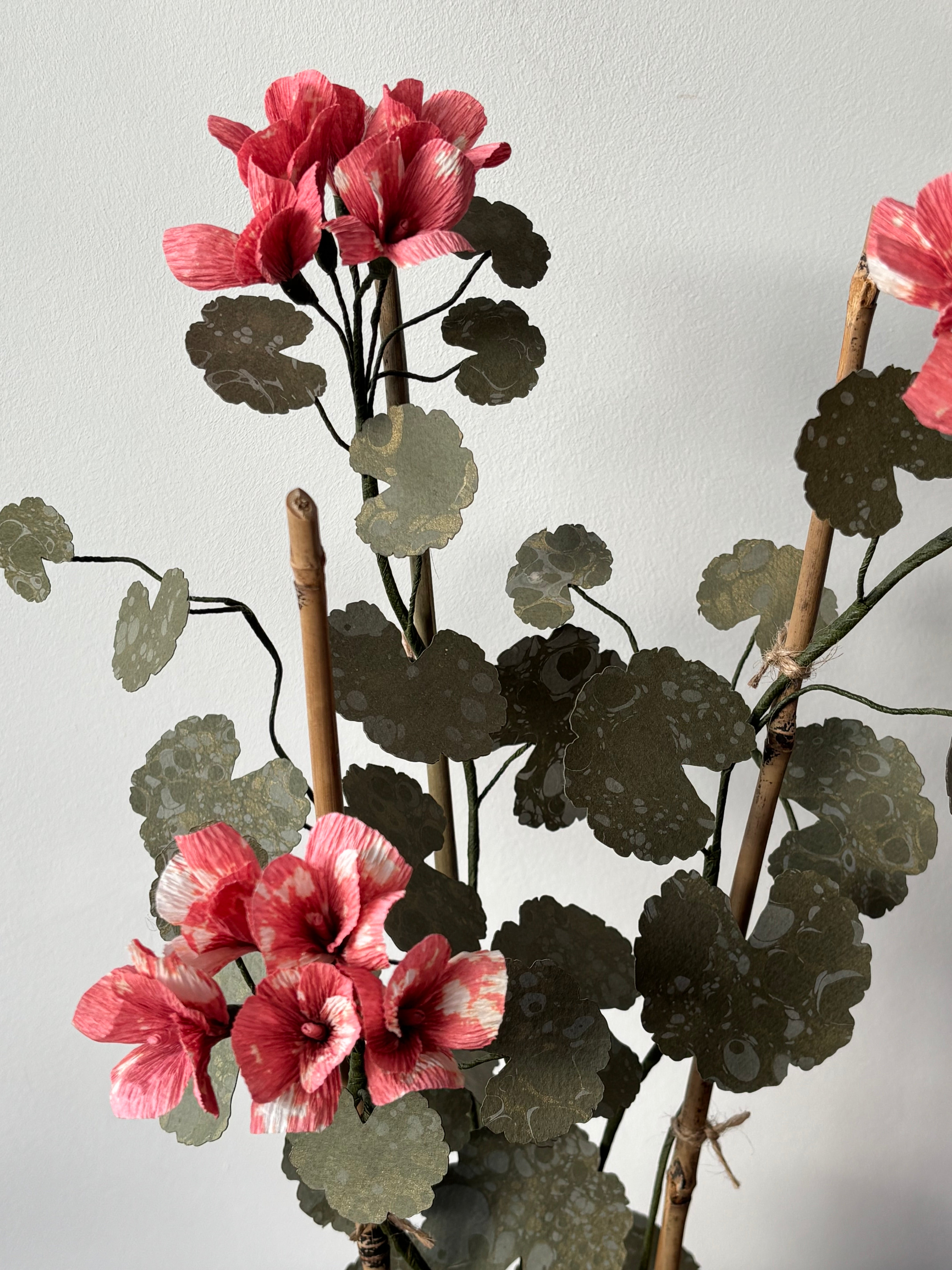 Paper Geranium