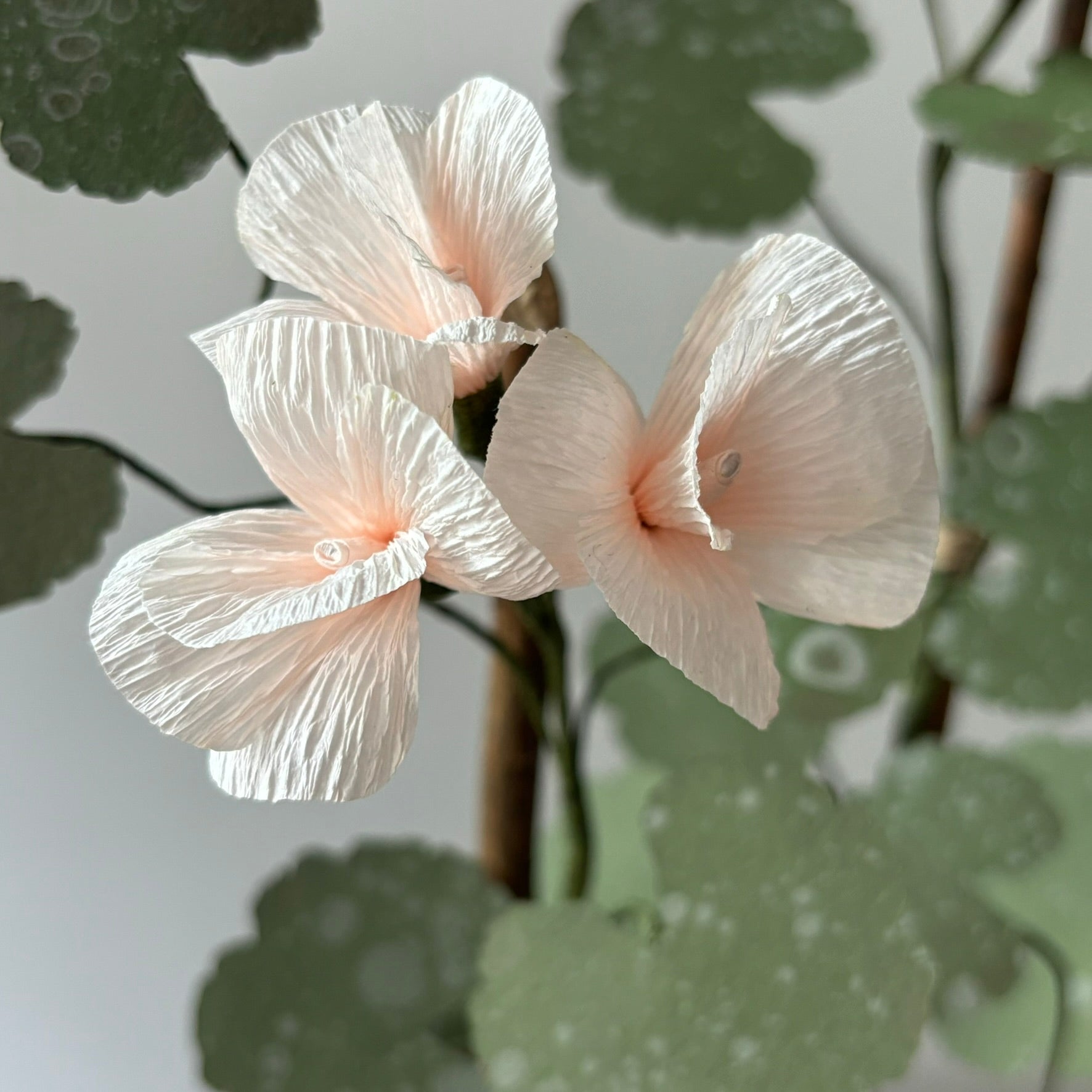 Paper Geranium