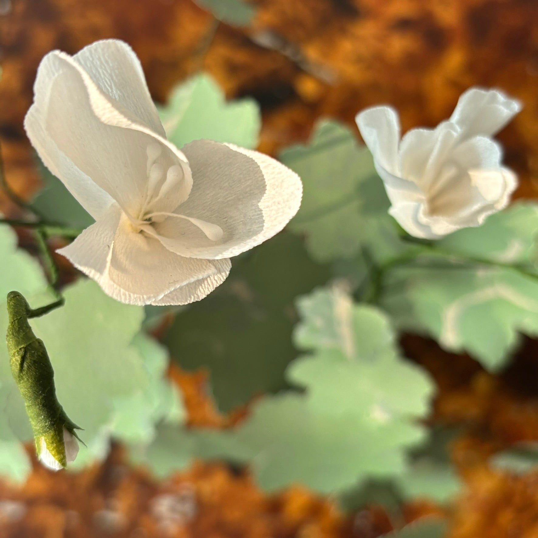 Paper Geranium