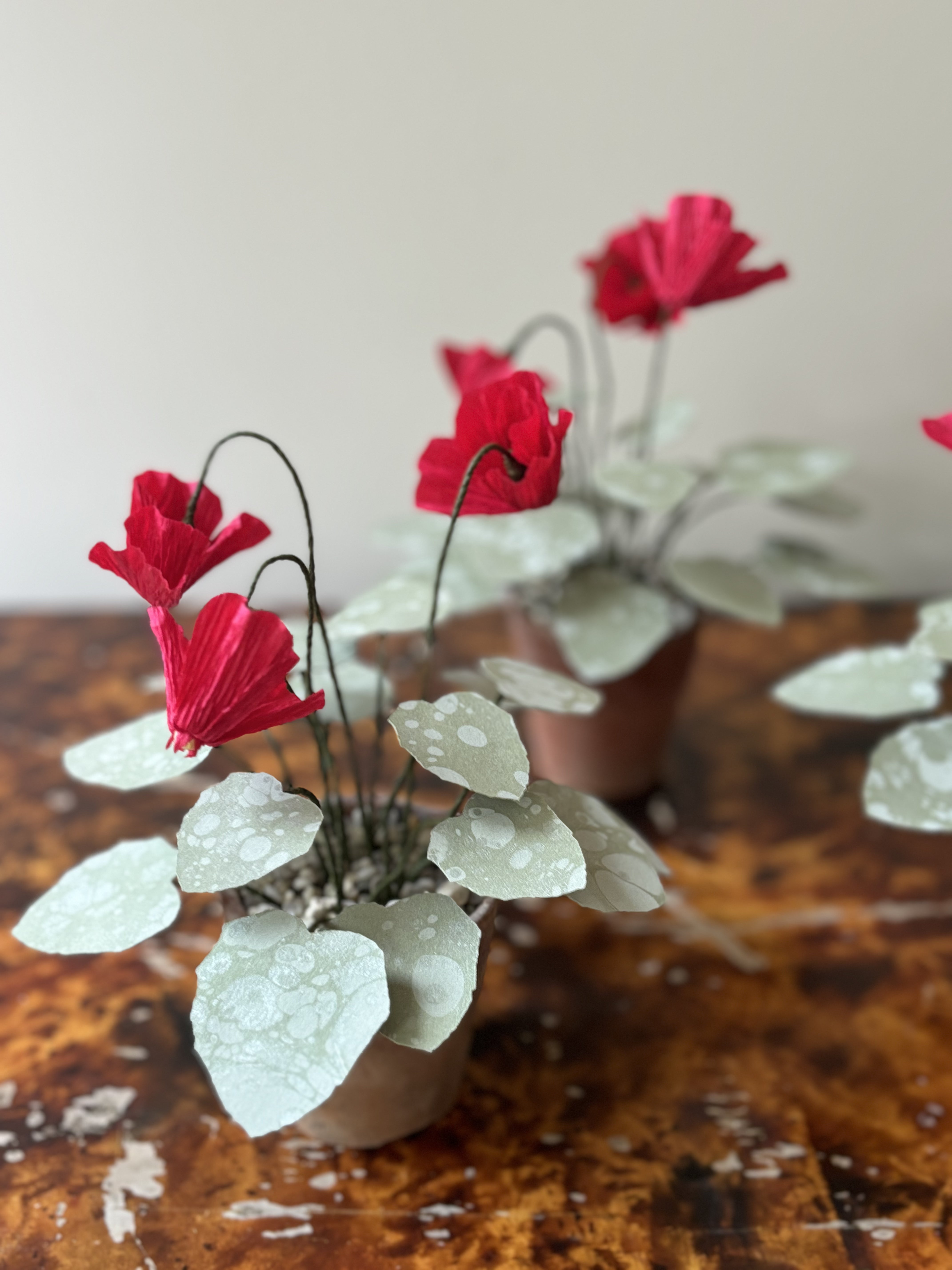 Cyclamen