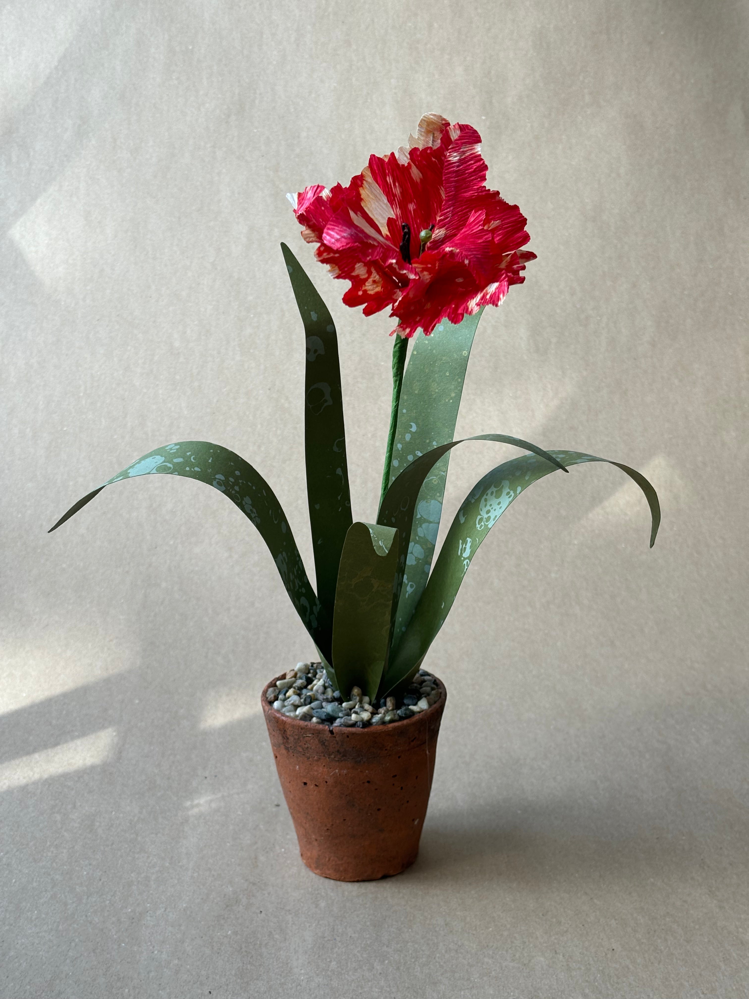 Parrot Tulip