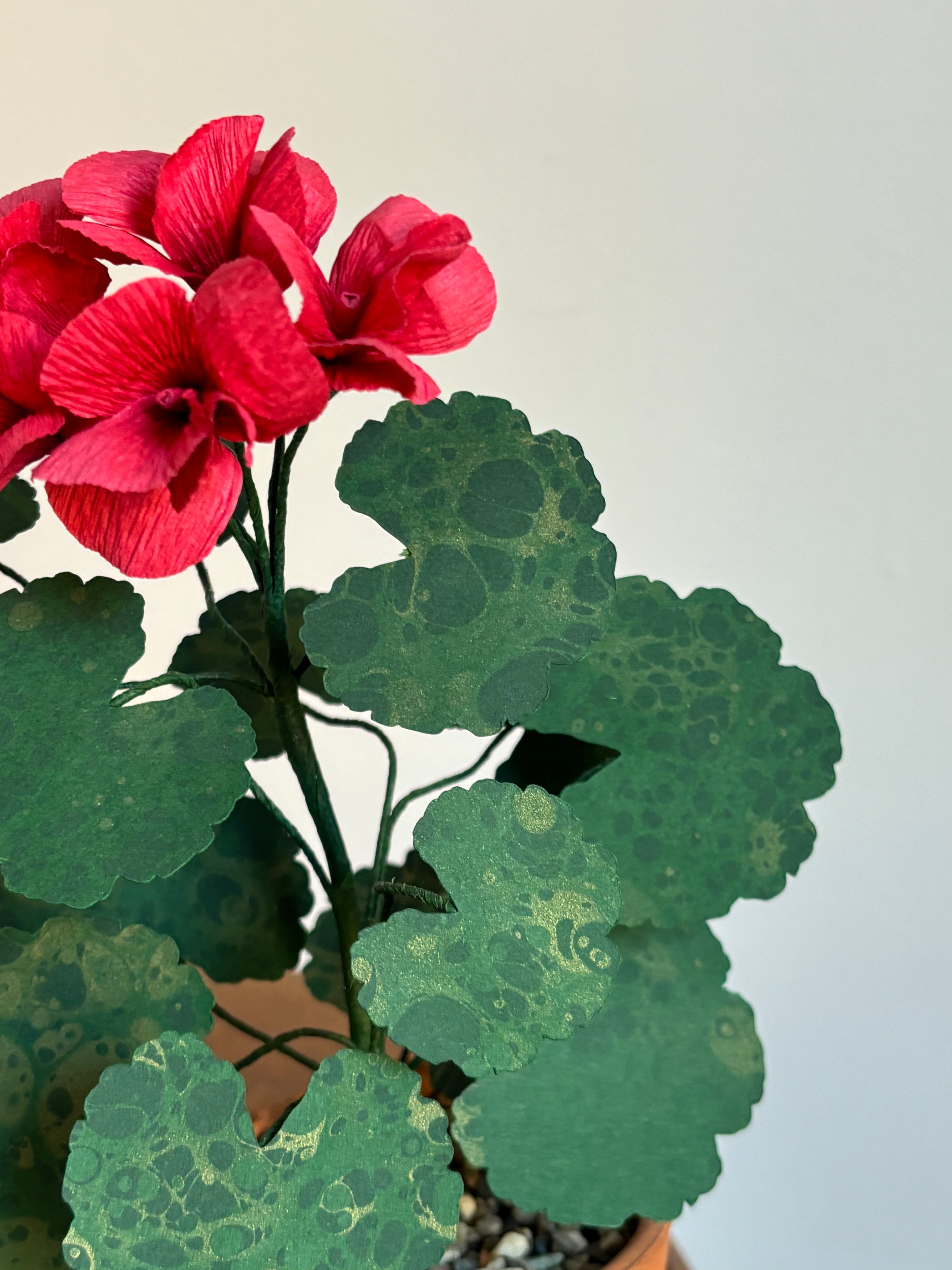 Paper Geranium