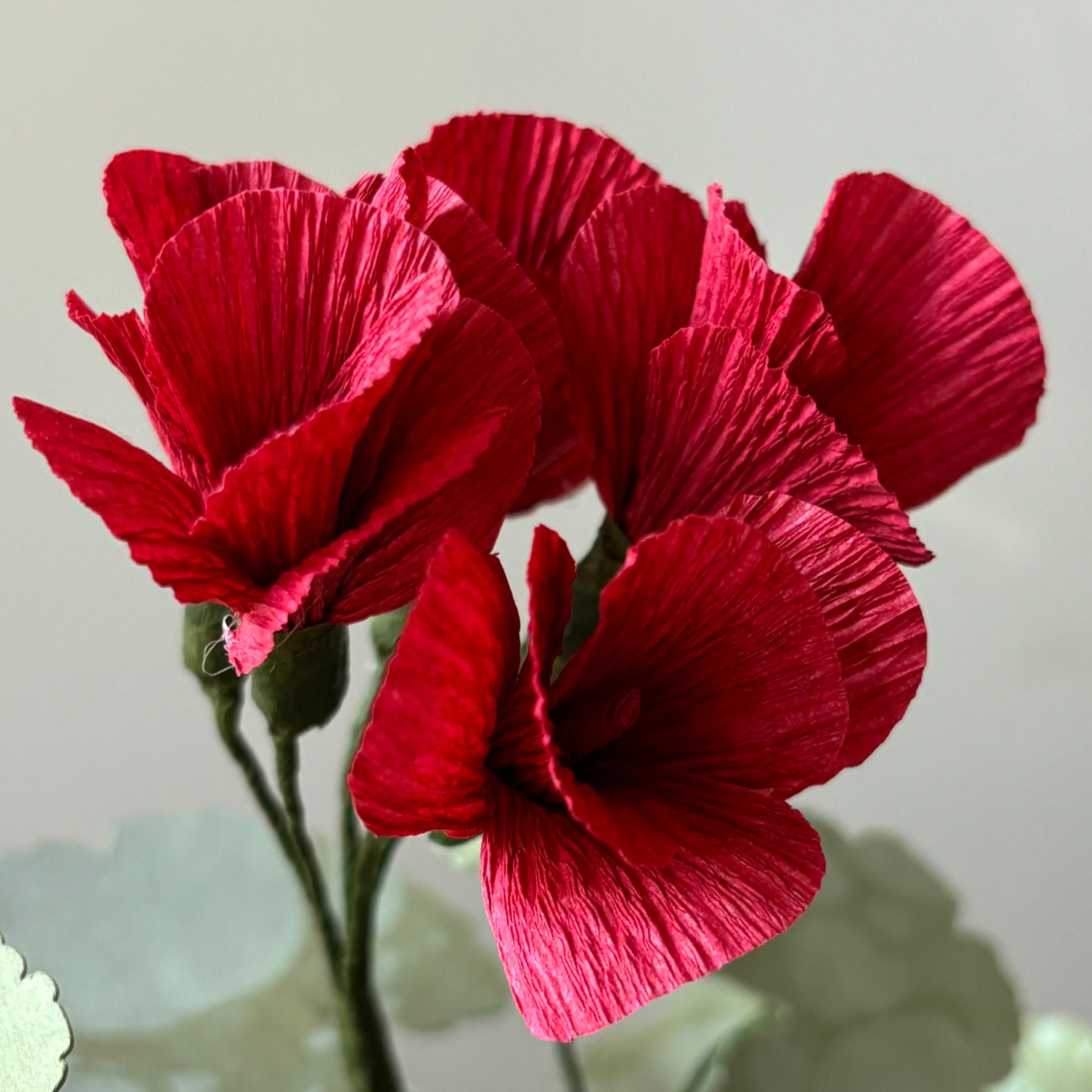 Paper Geranium