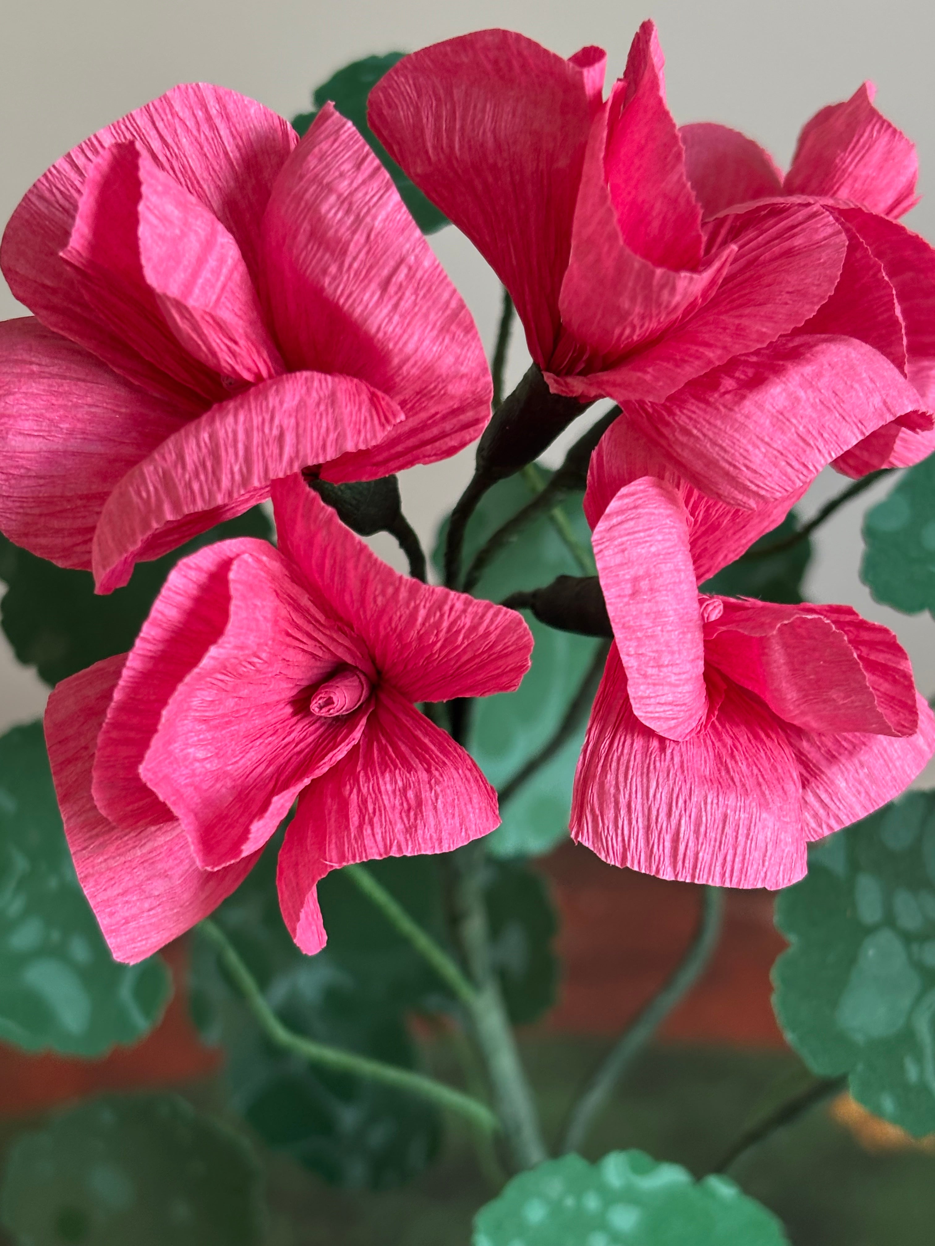 Paper Geranium