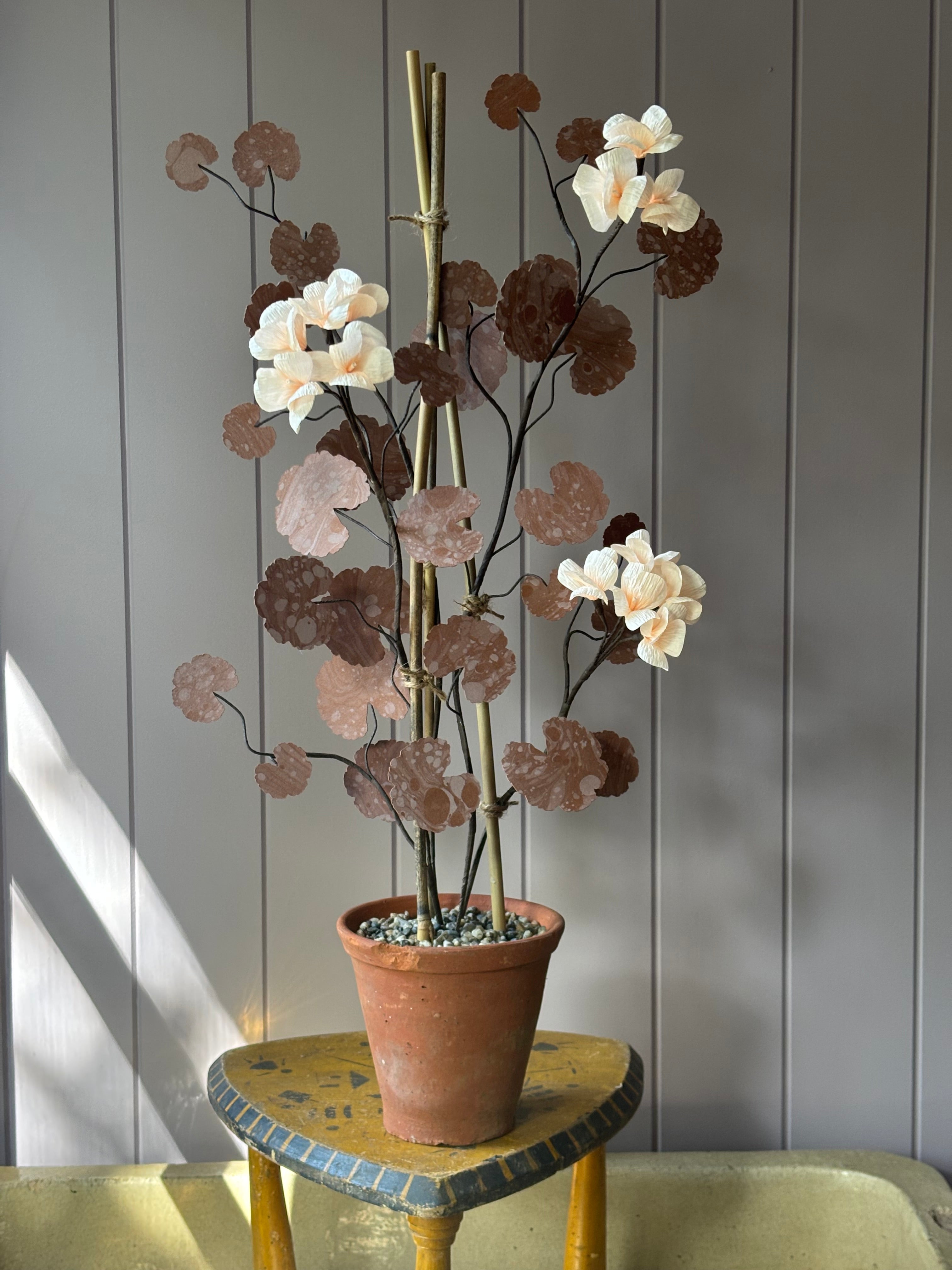 Paper geranium