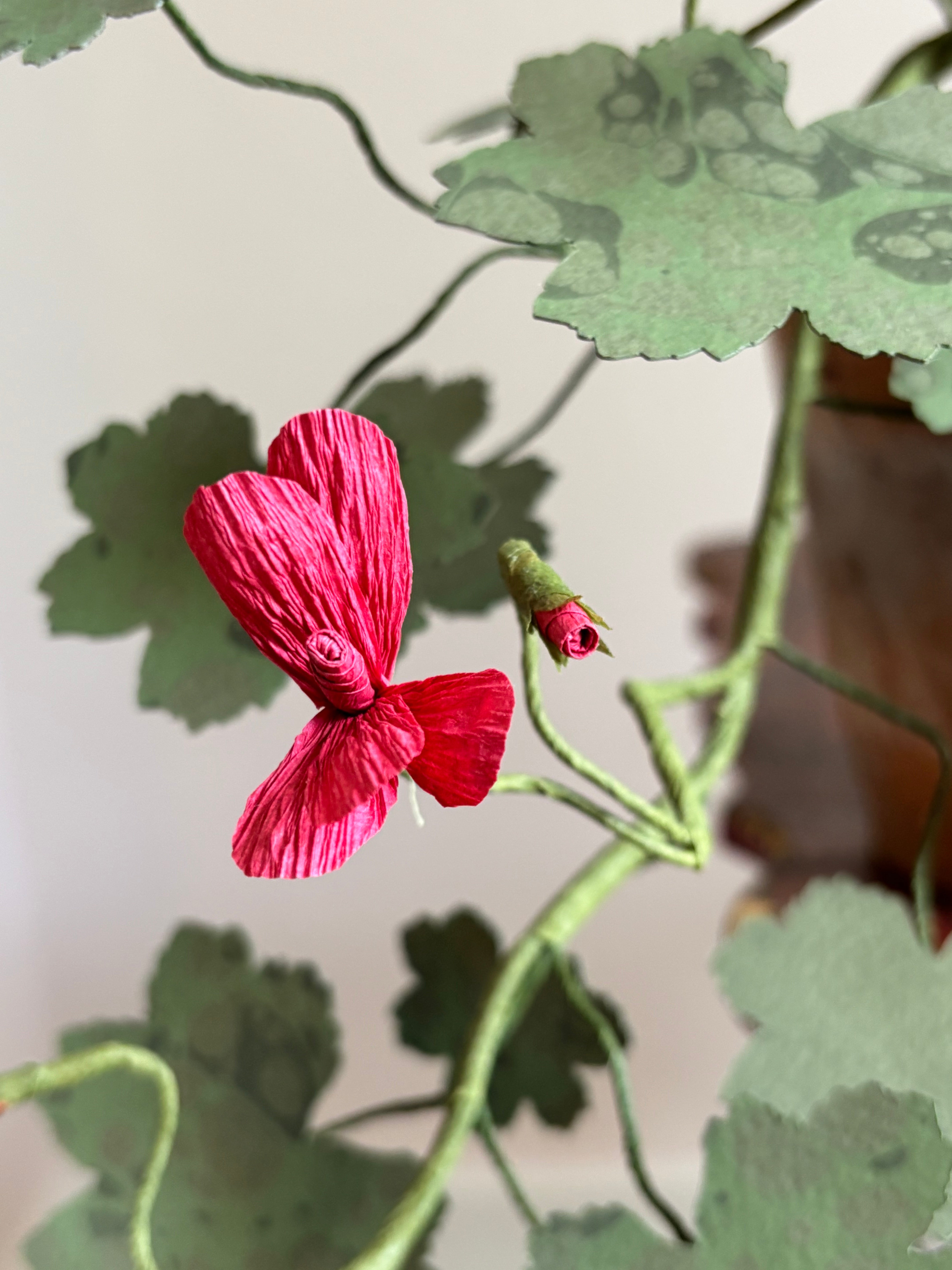 Paper Geranium, trailing
