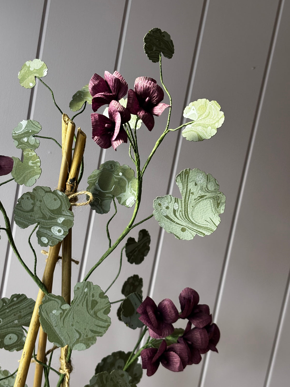 Paper geranium