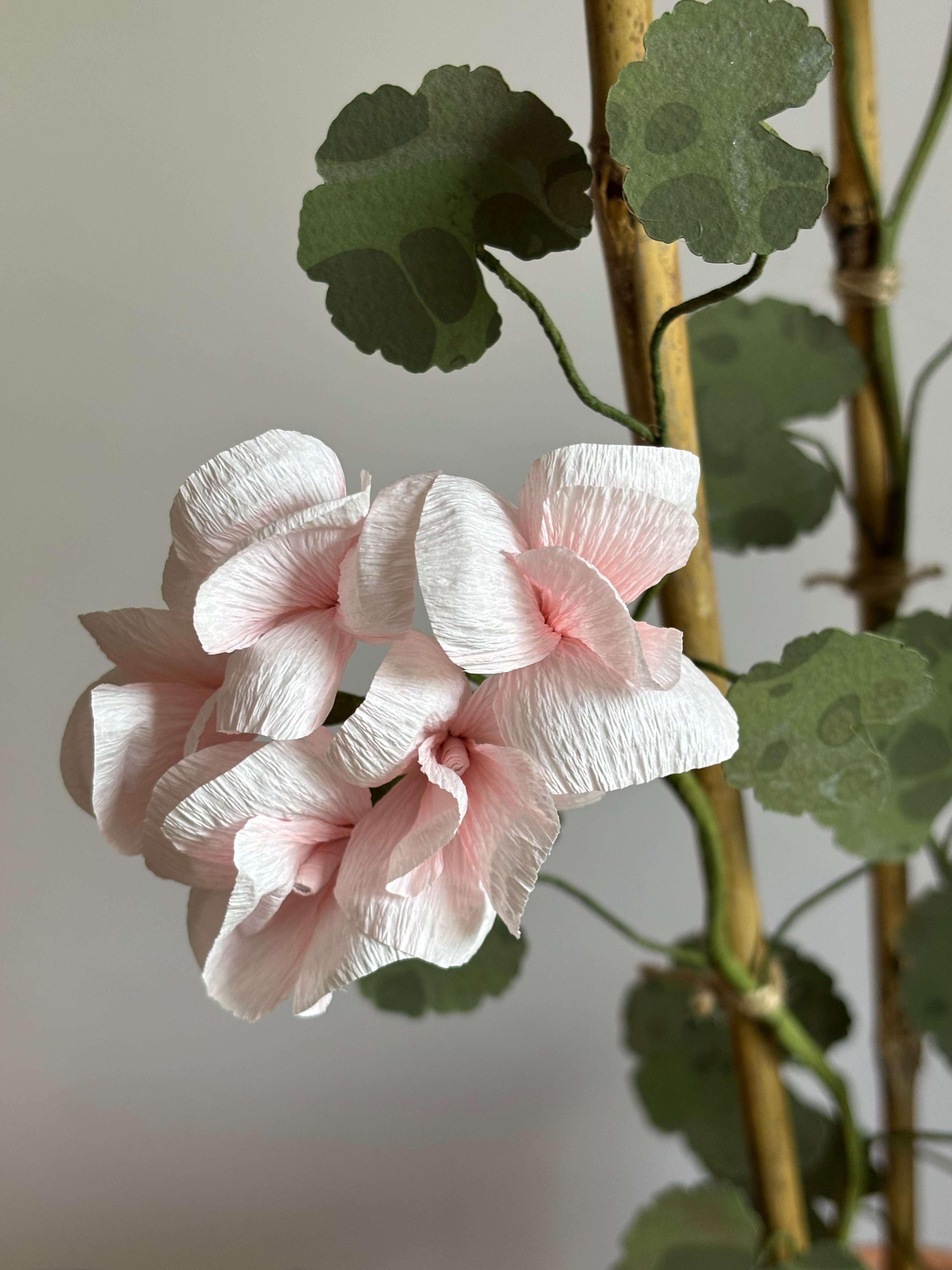 Paper Geranium