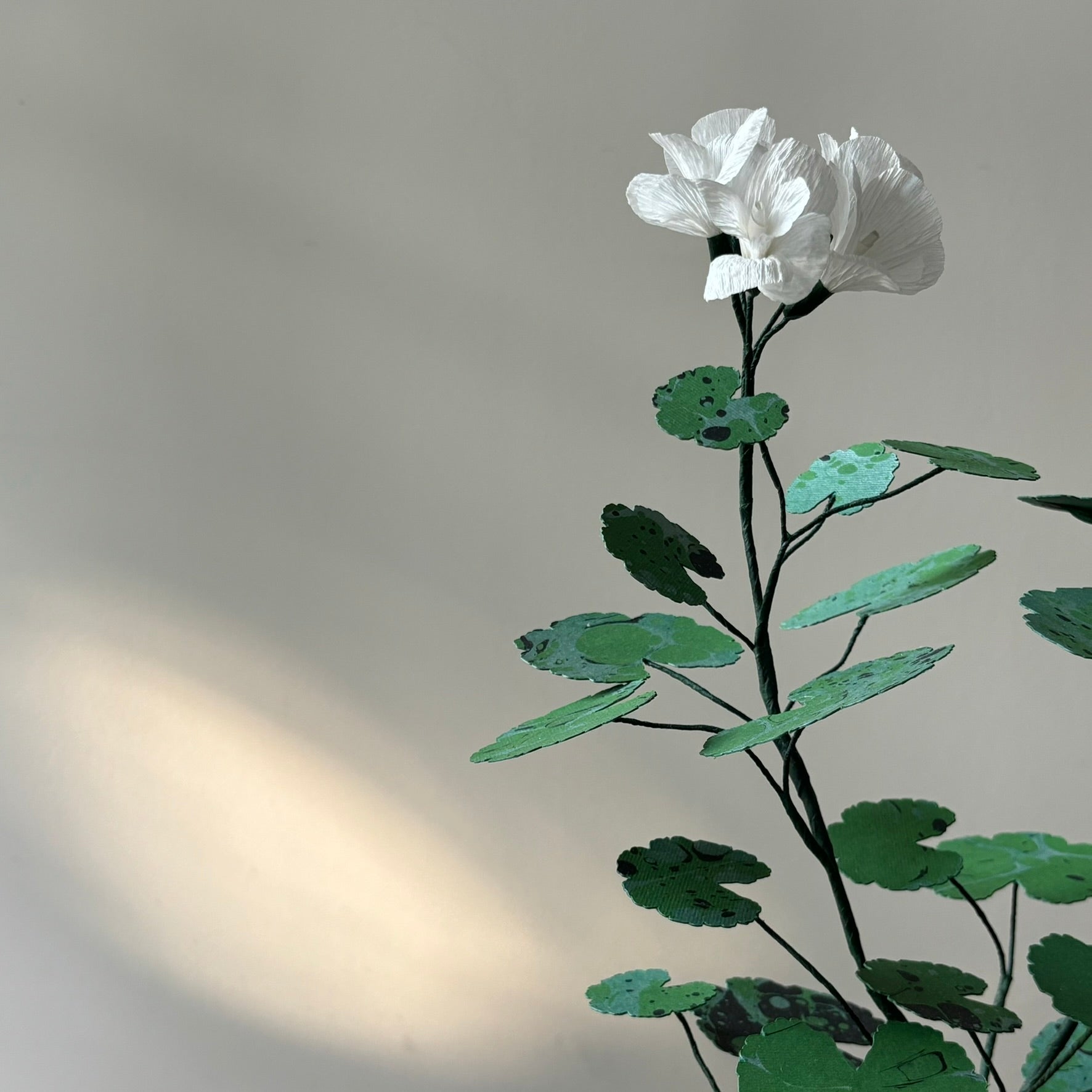 Paper Geranium