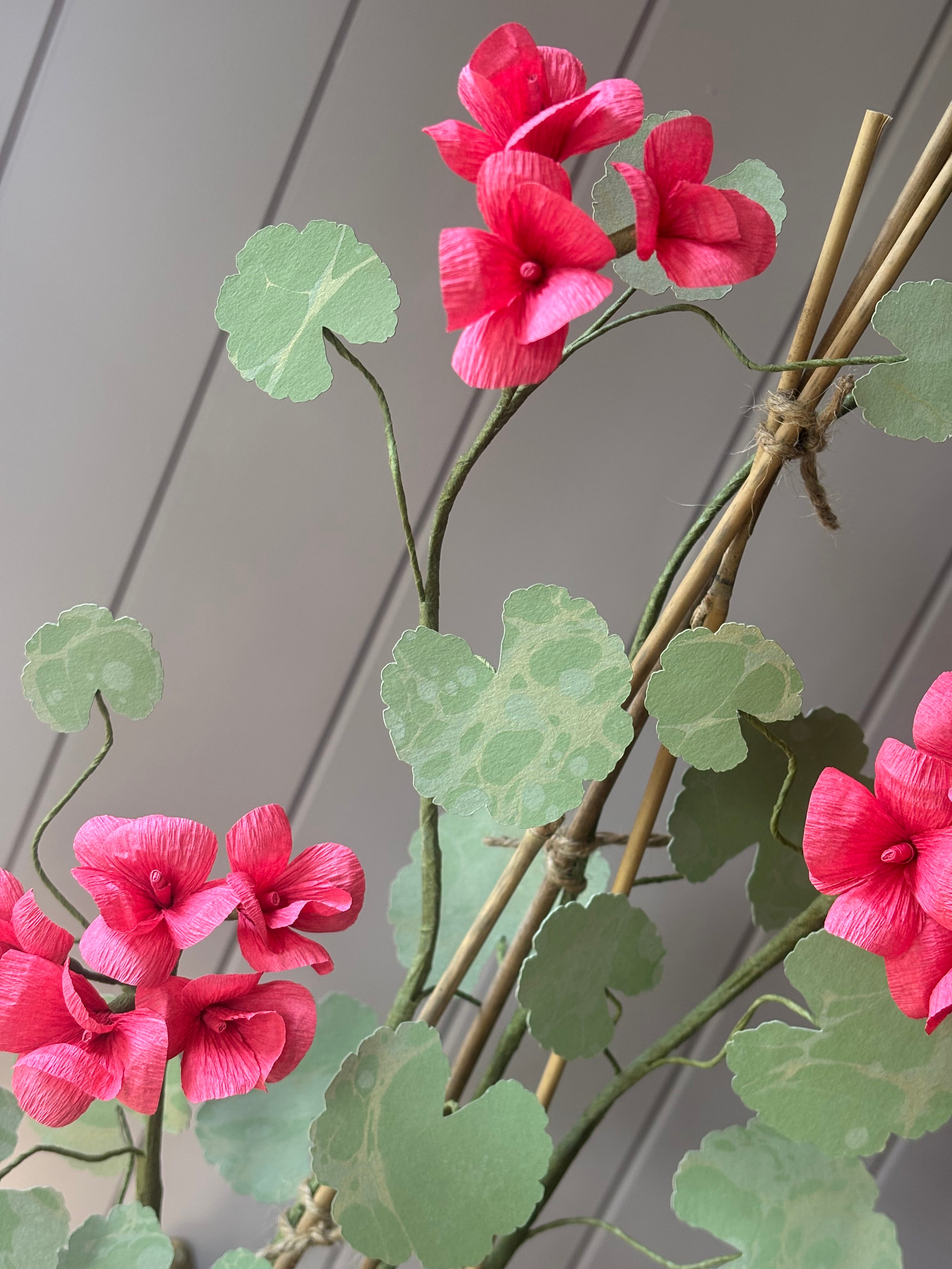 Paper geranium