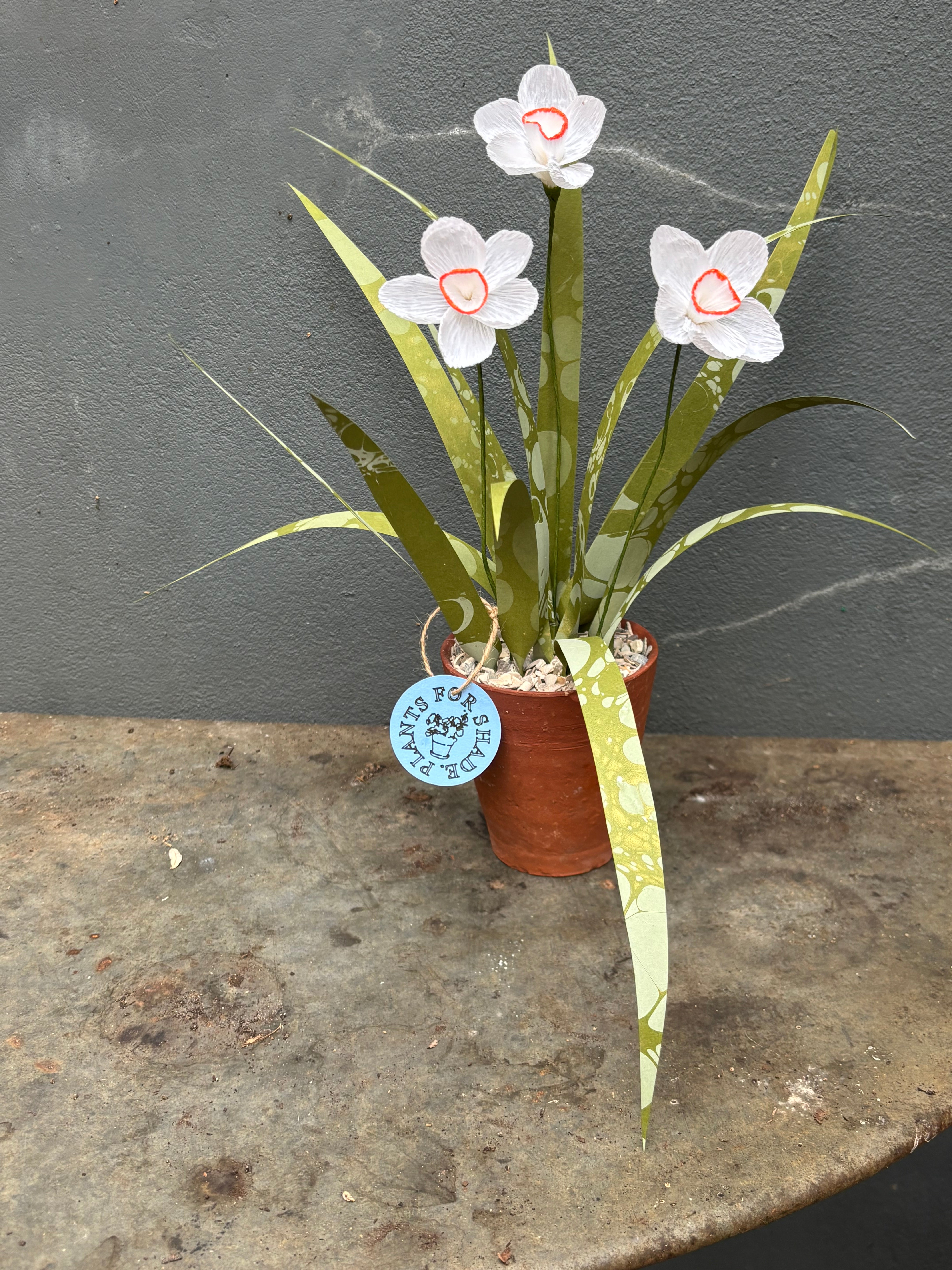 Paper Pheasant eye narcissus
