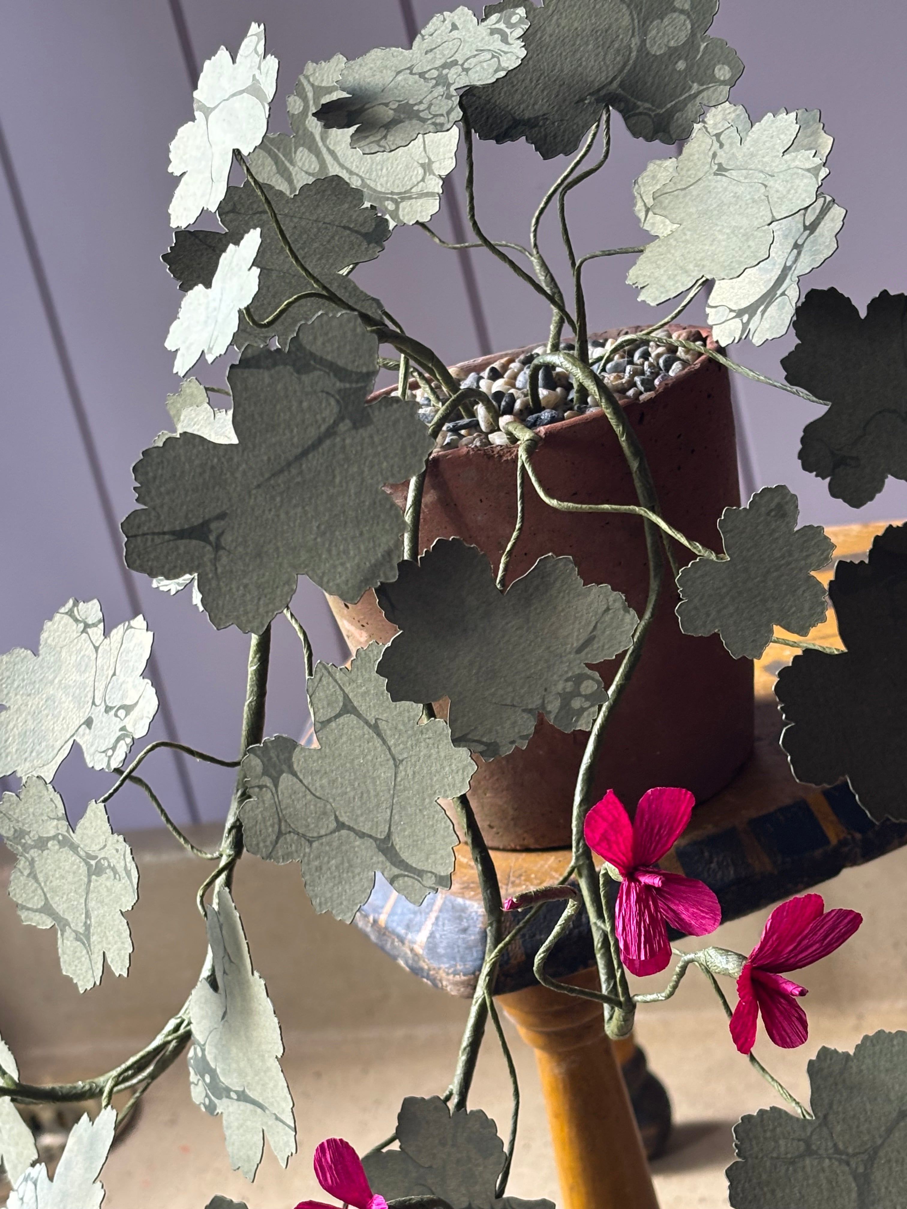 Paper geranium