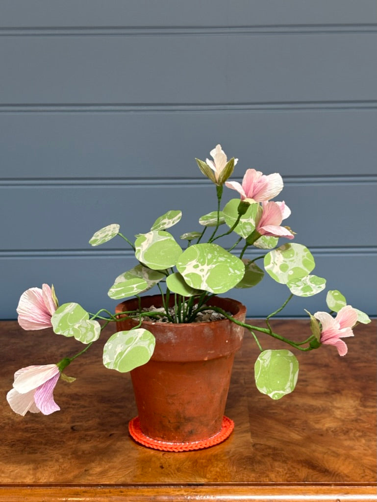 Nasturtium