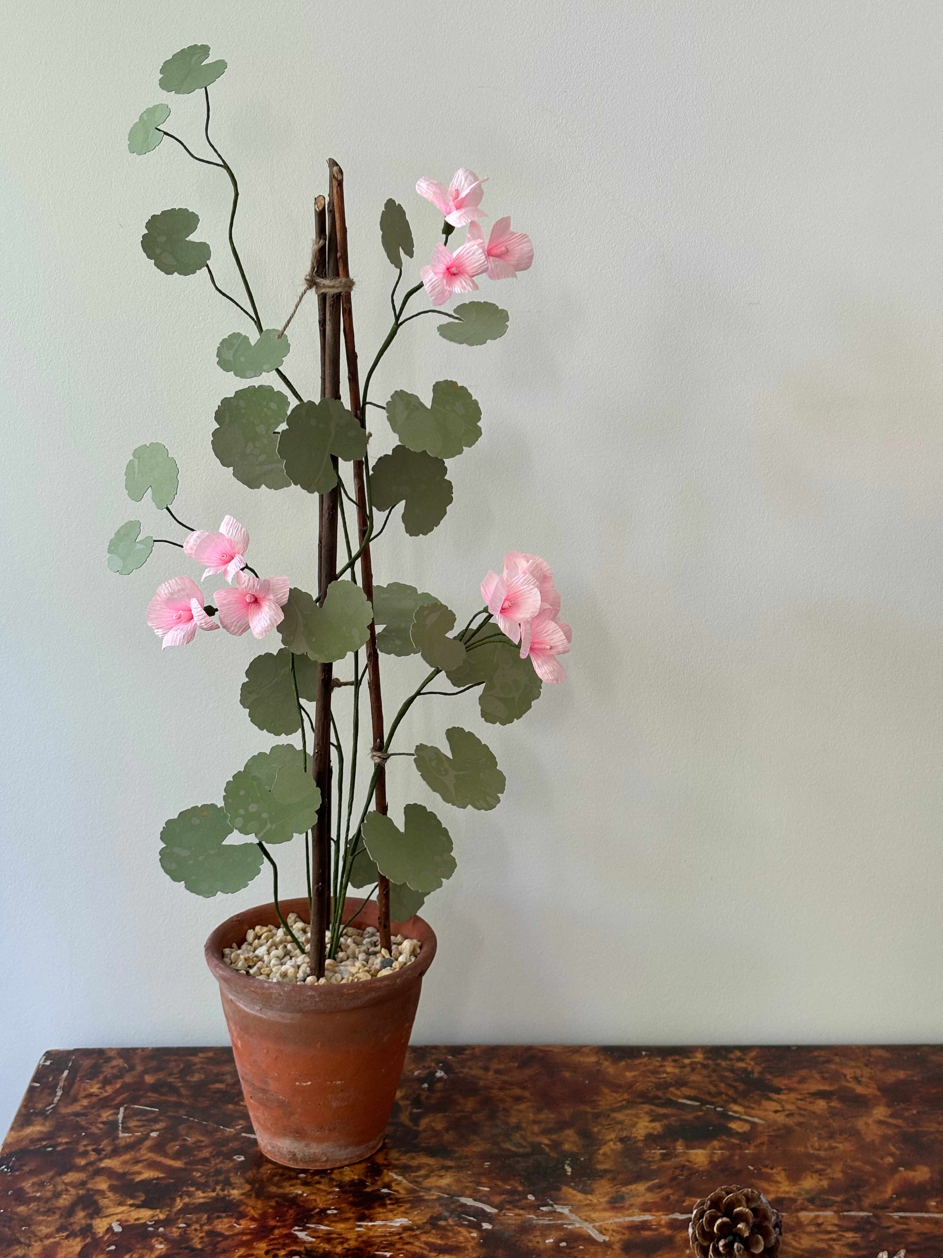 Geranium