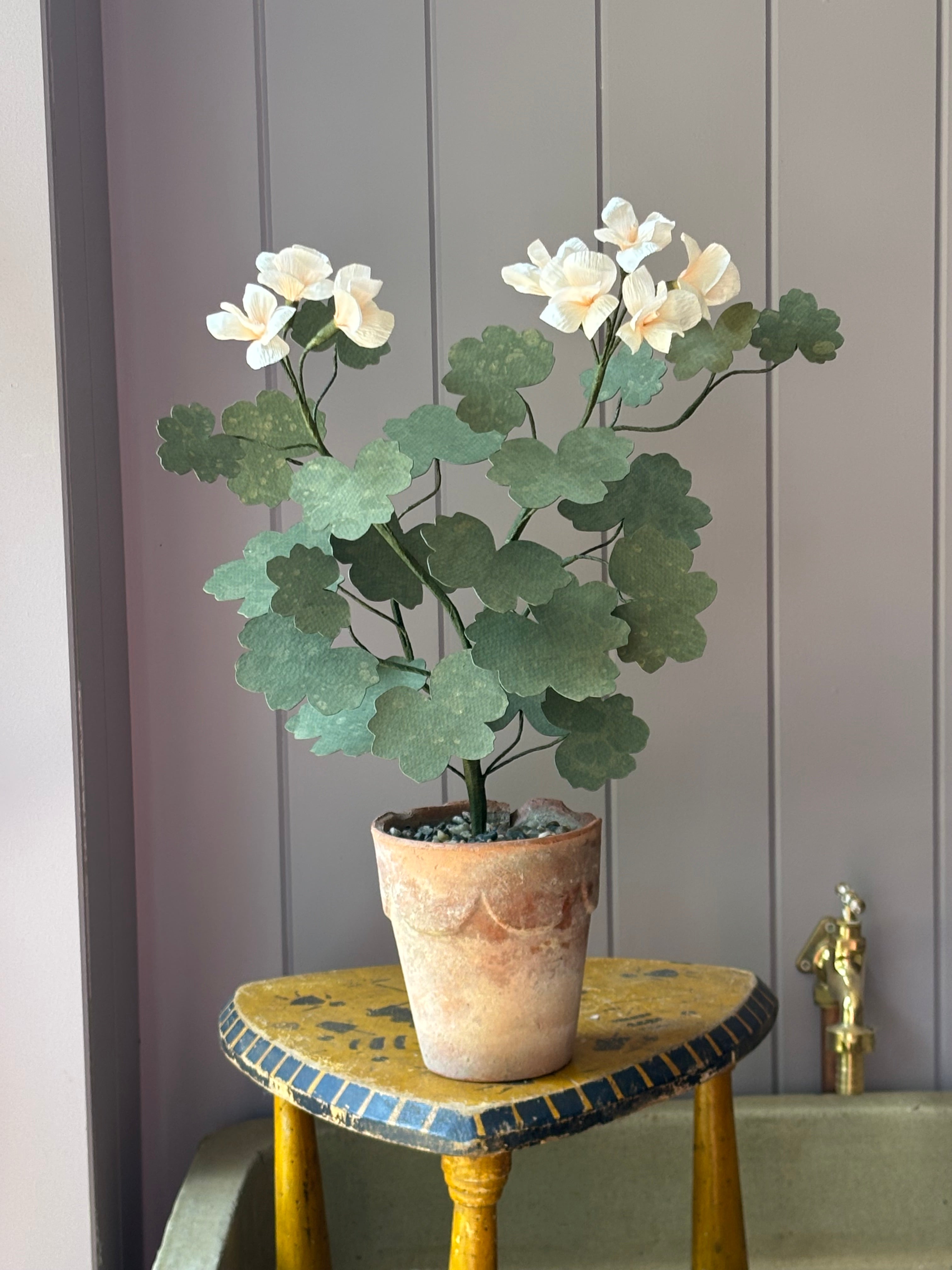 Paper geranium