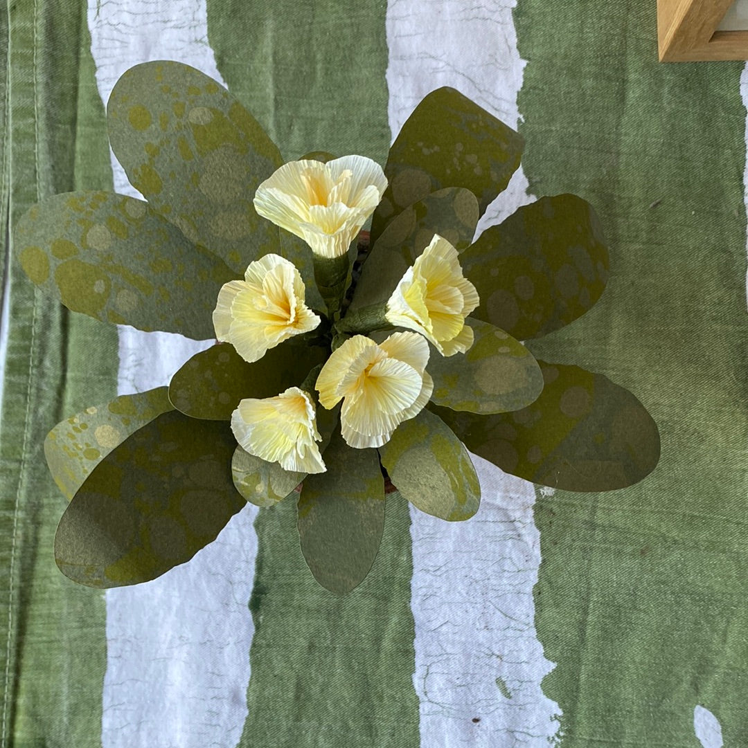Paper primrose