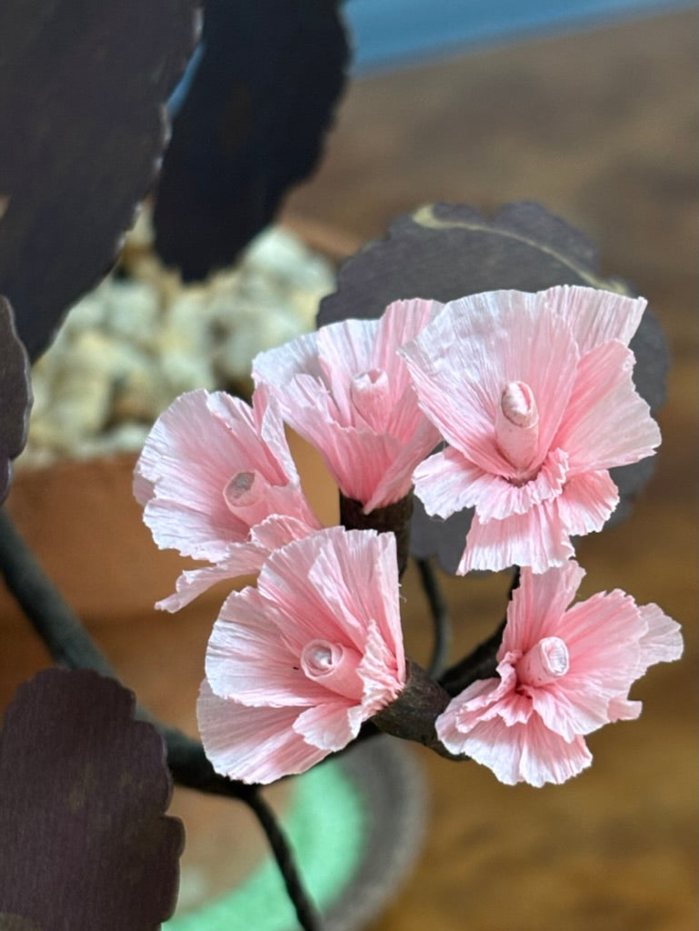 Geranium, trailing mini