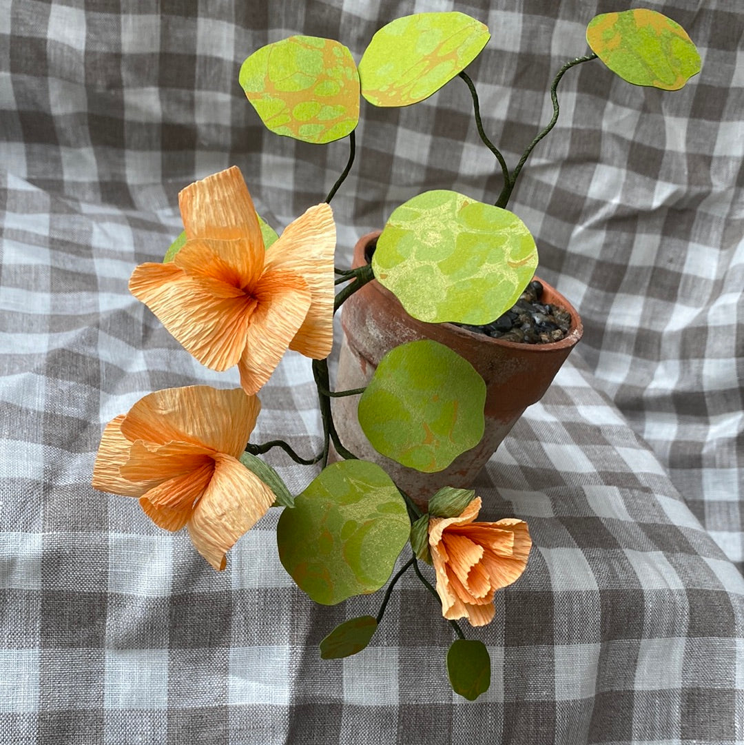 Paper Nasturtium