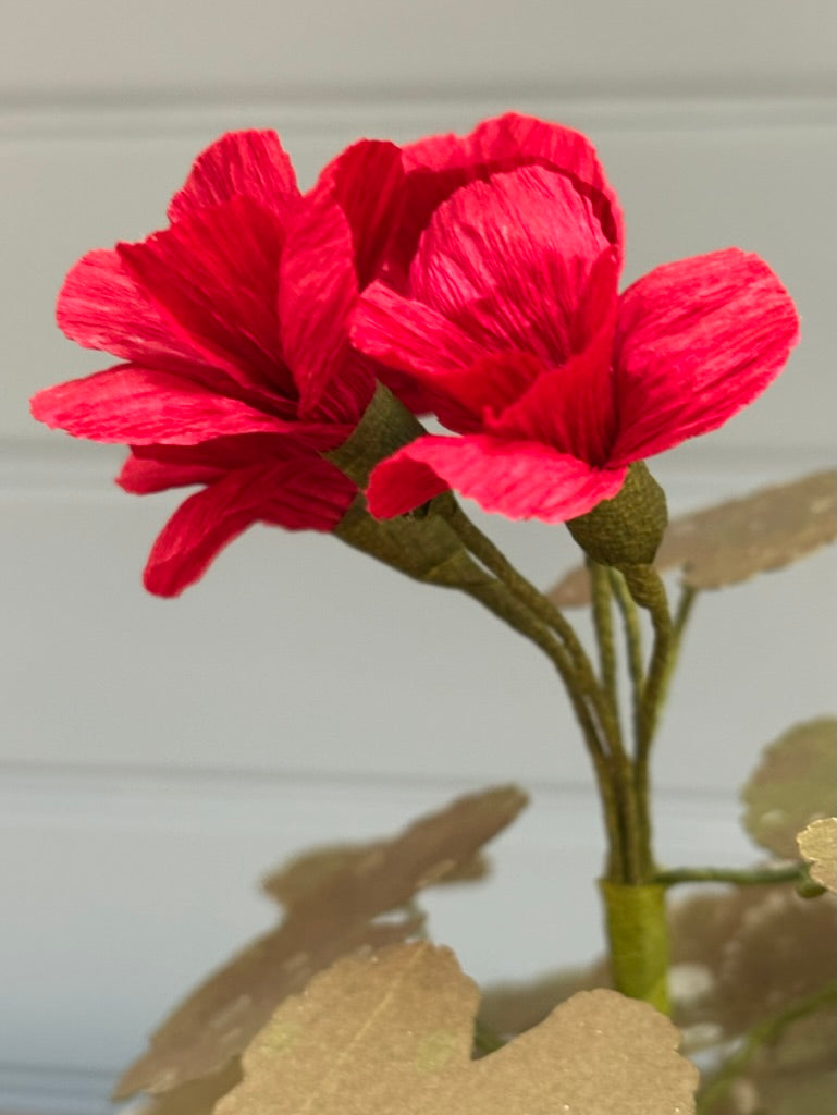 Geranium