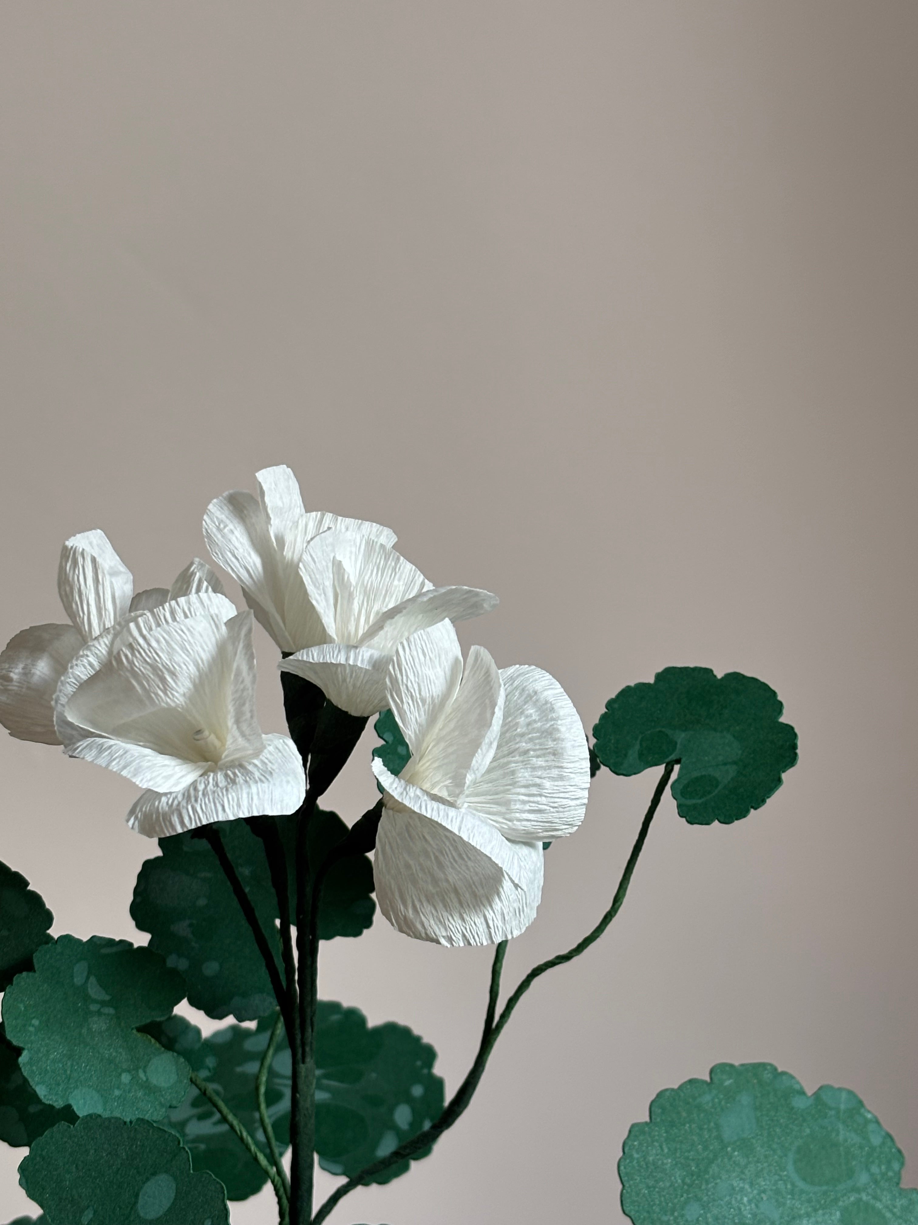 Paper Geranium