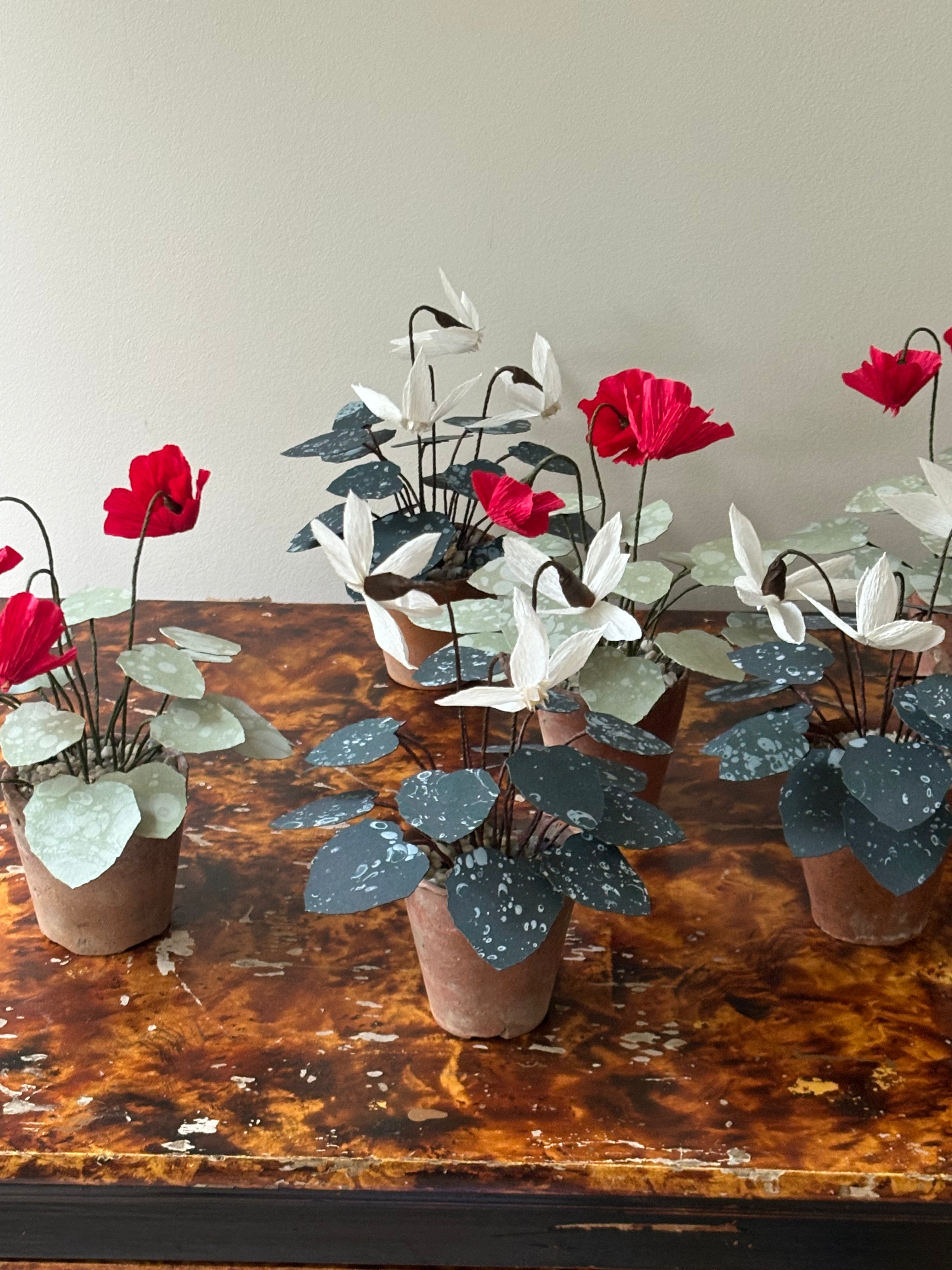 Cyclamen 3