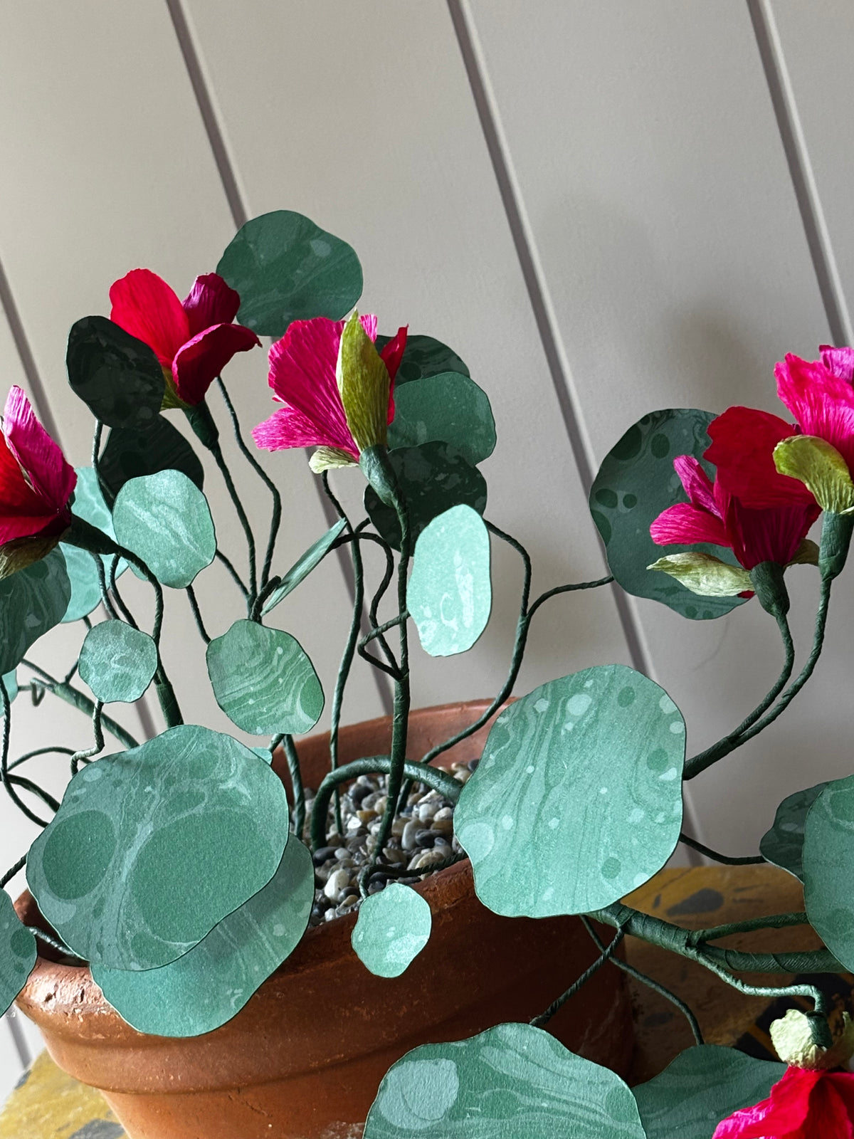 Paper Nasturtium, trailing