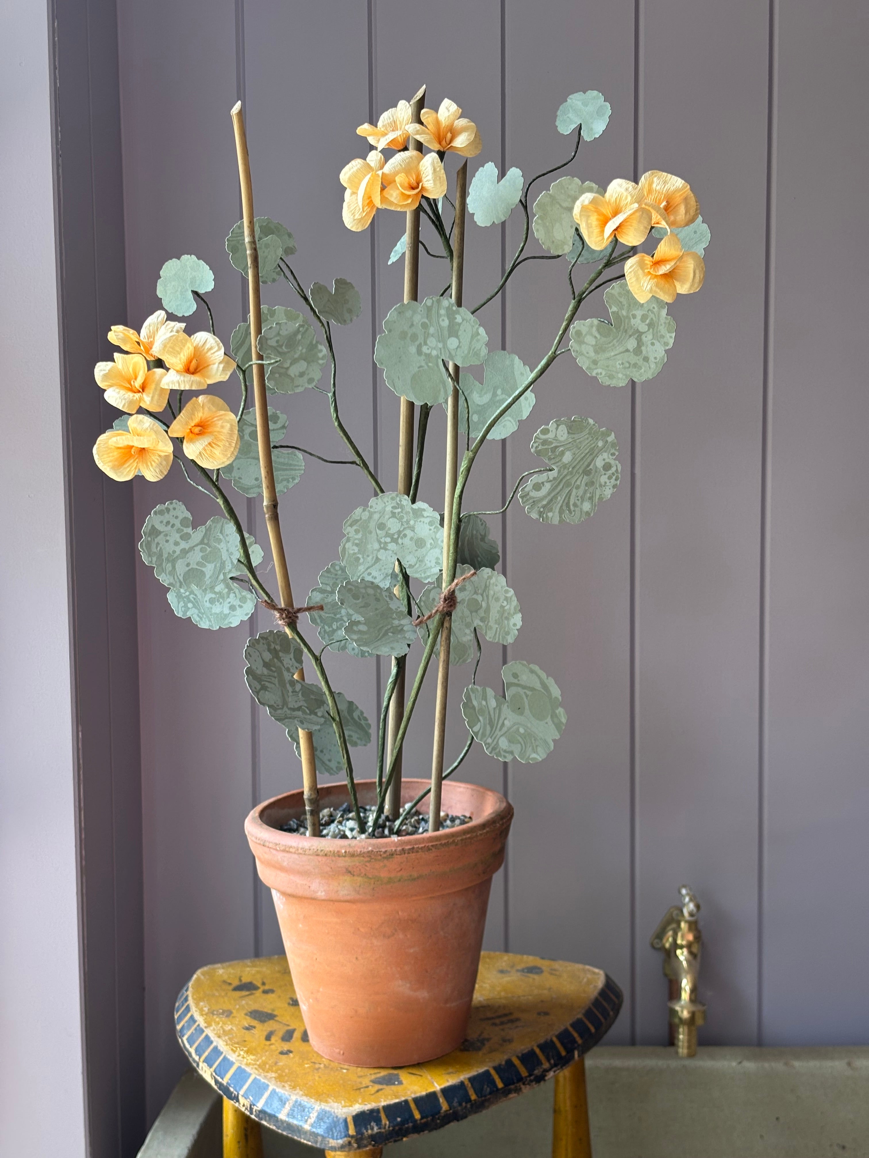 Paper geranium