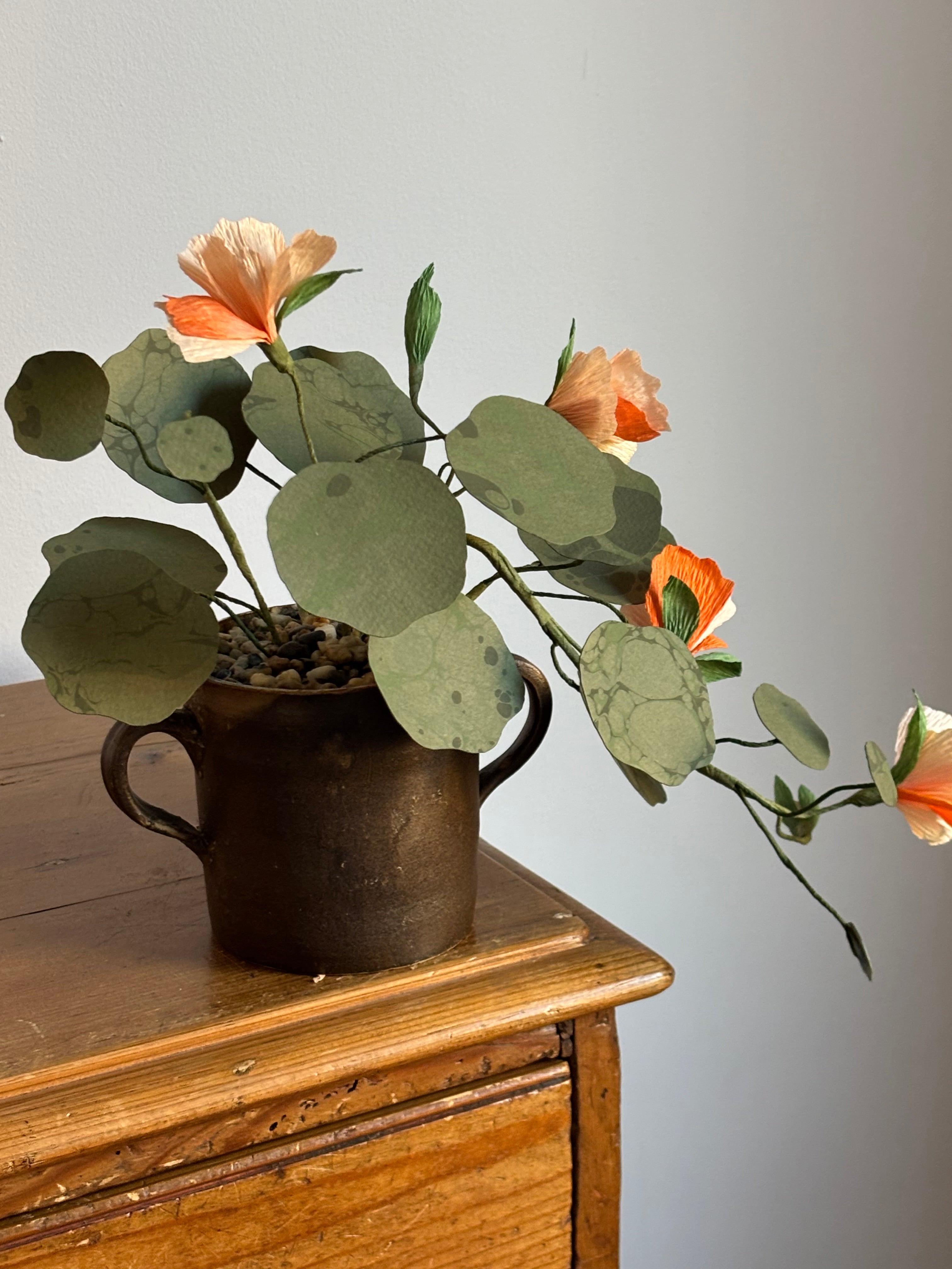 Nasturtium, trailing