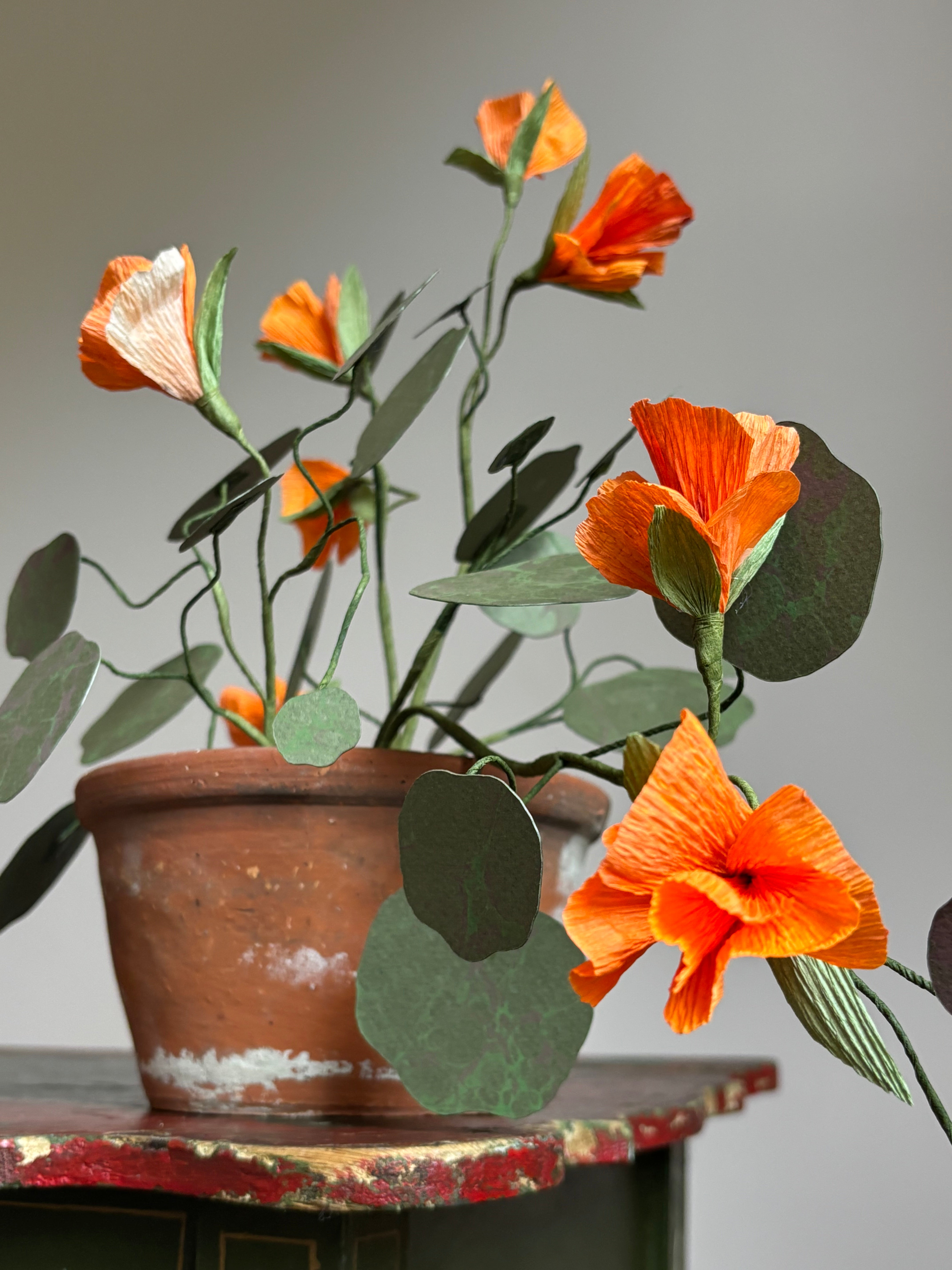 Nasturtium, trailing