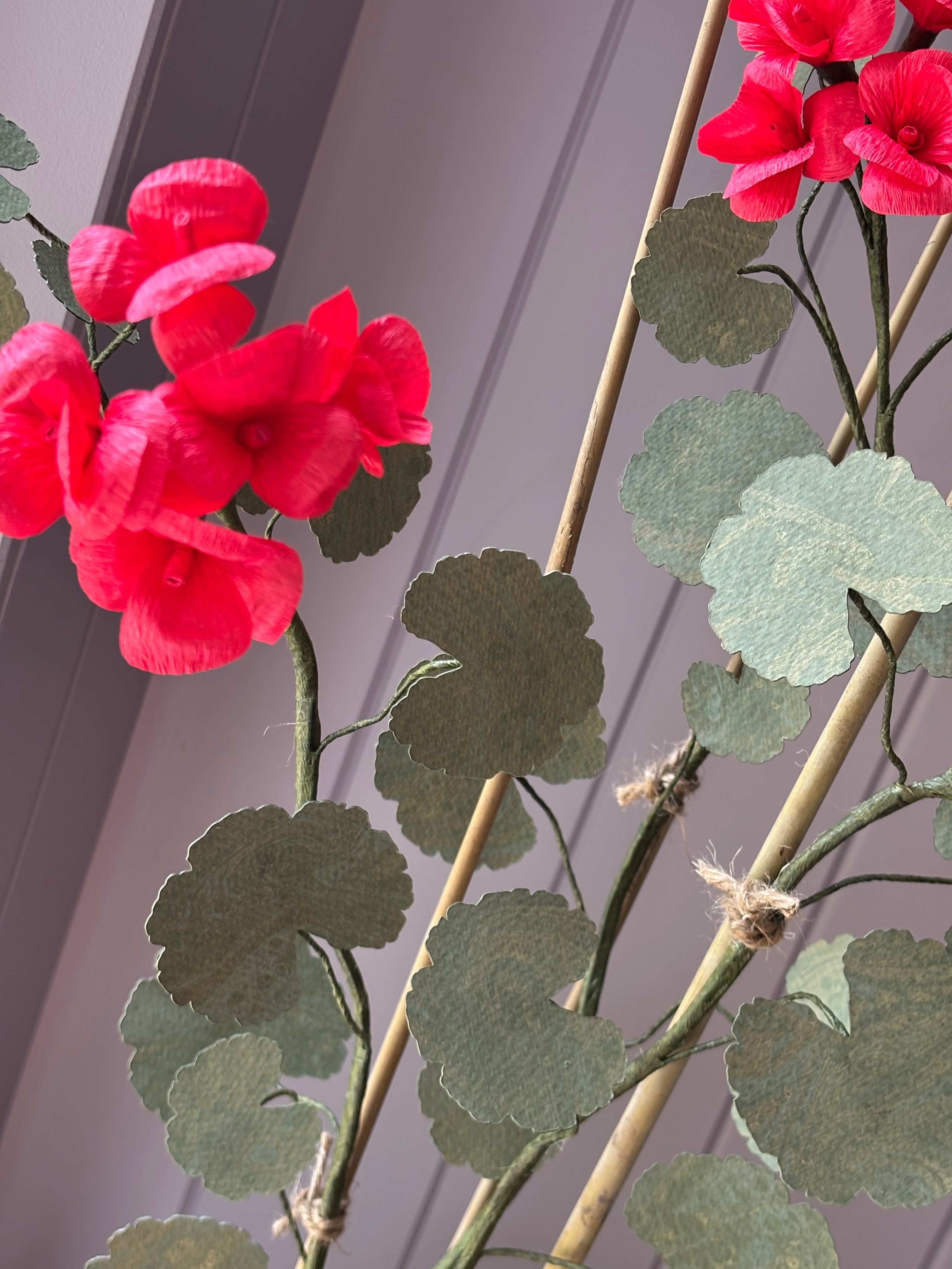 Paper geranium