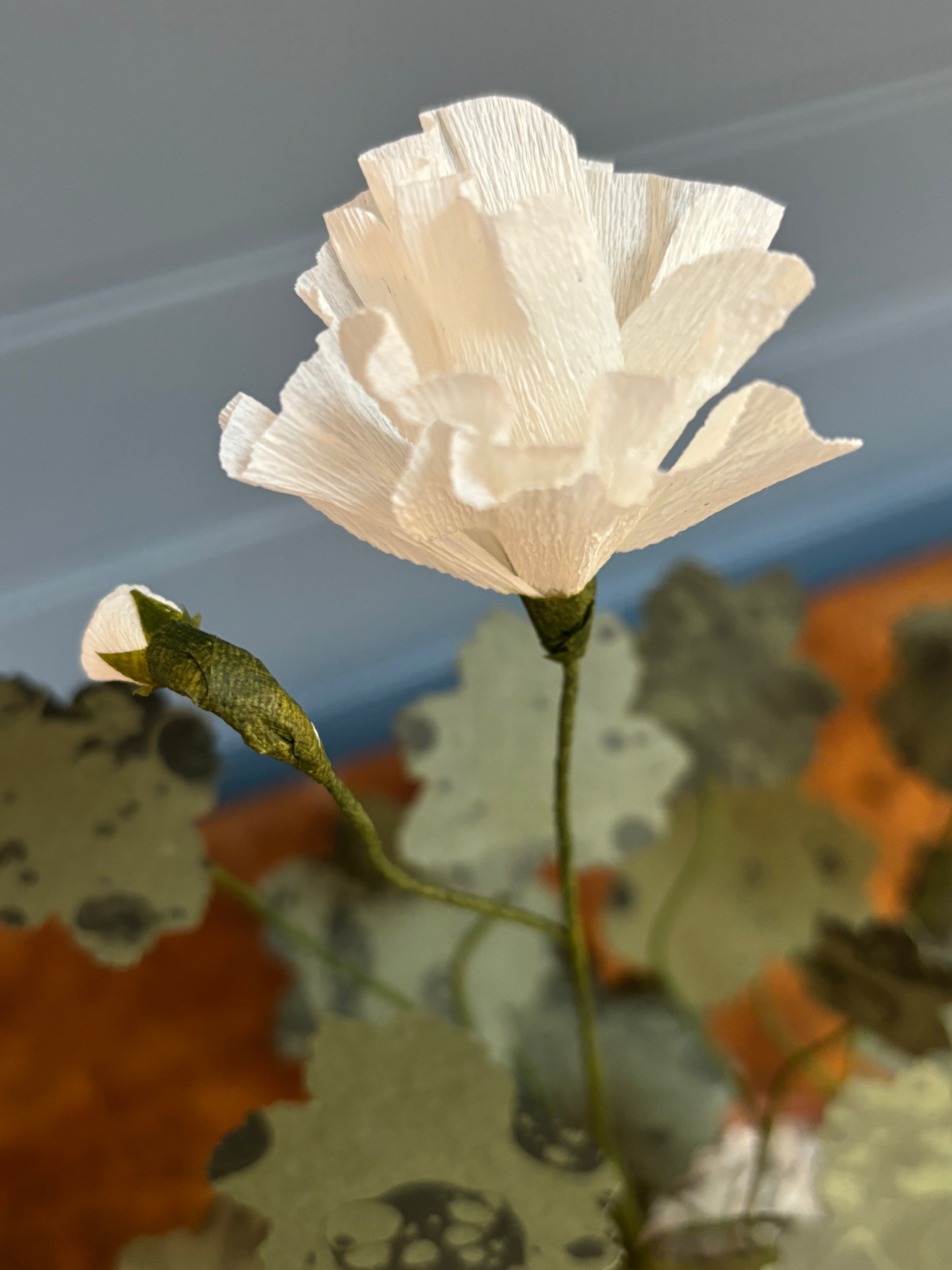 Geranium