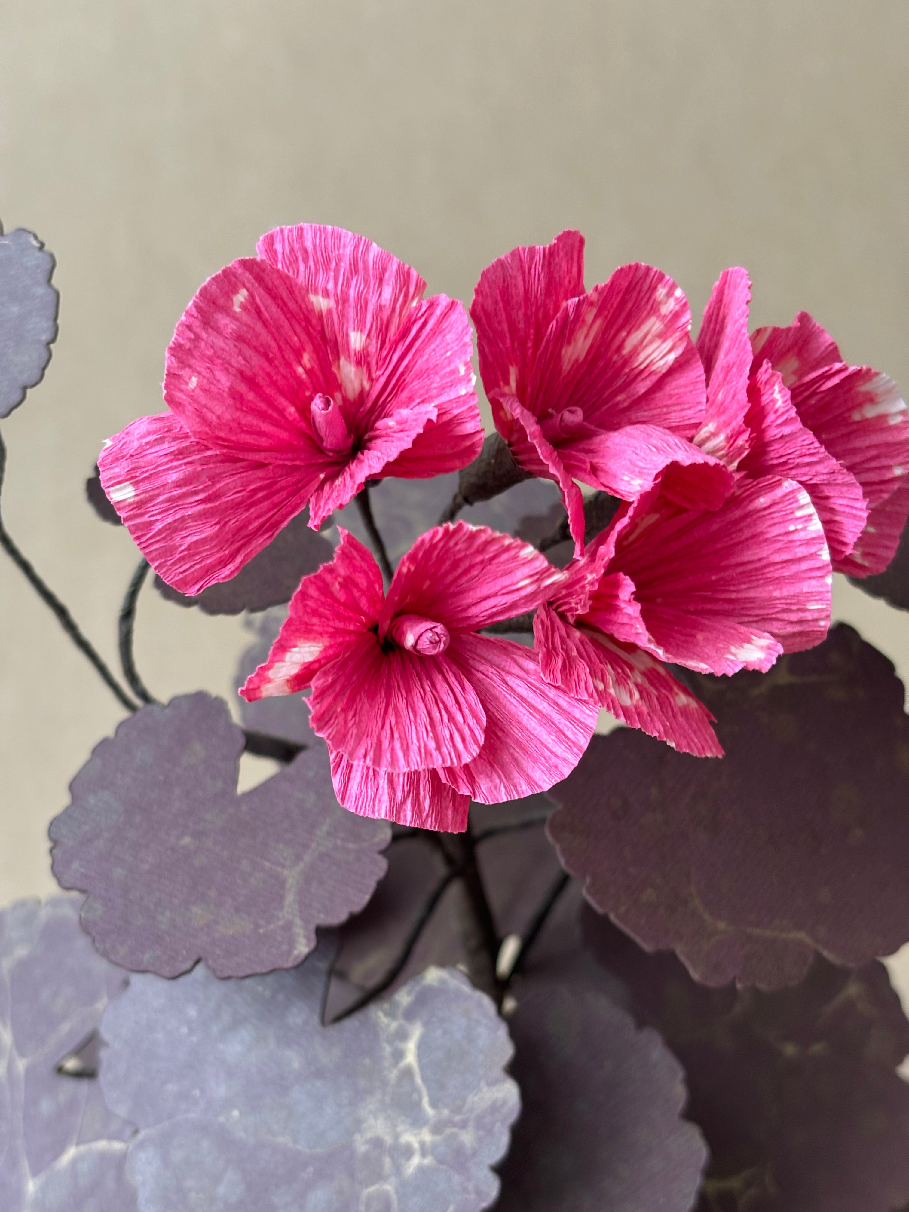 Geranium