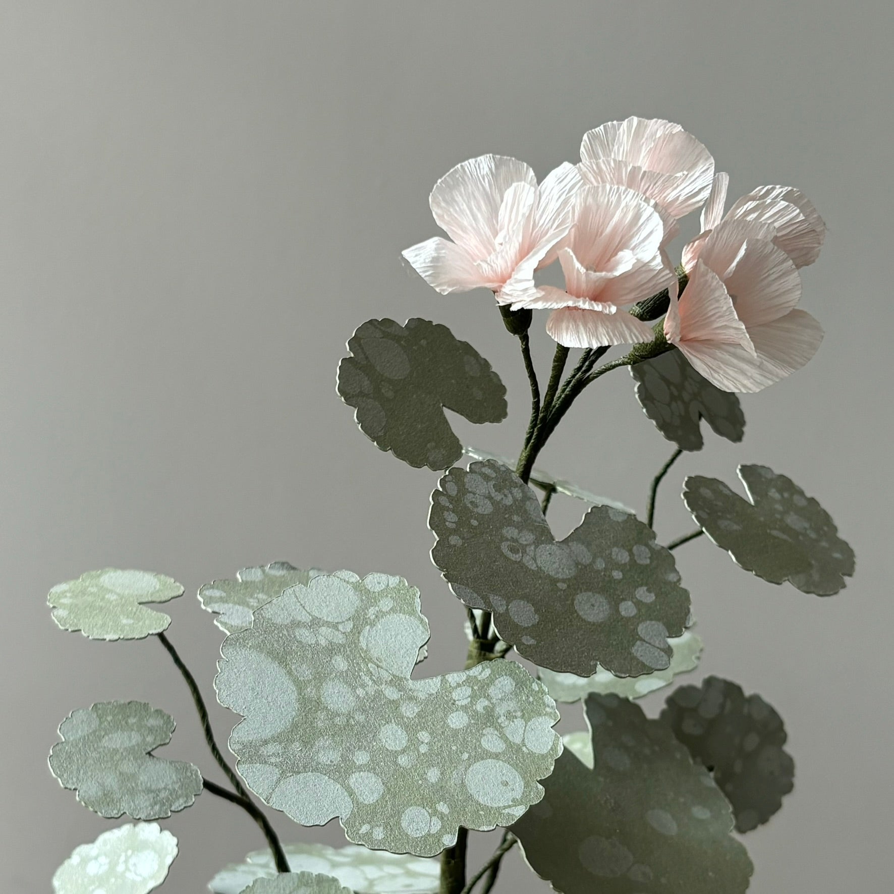 Paper Geranium