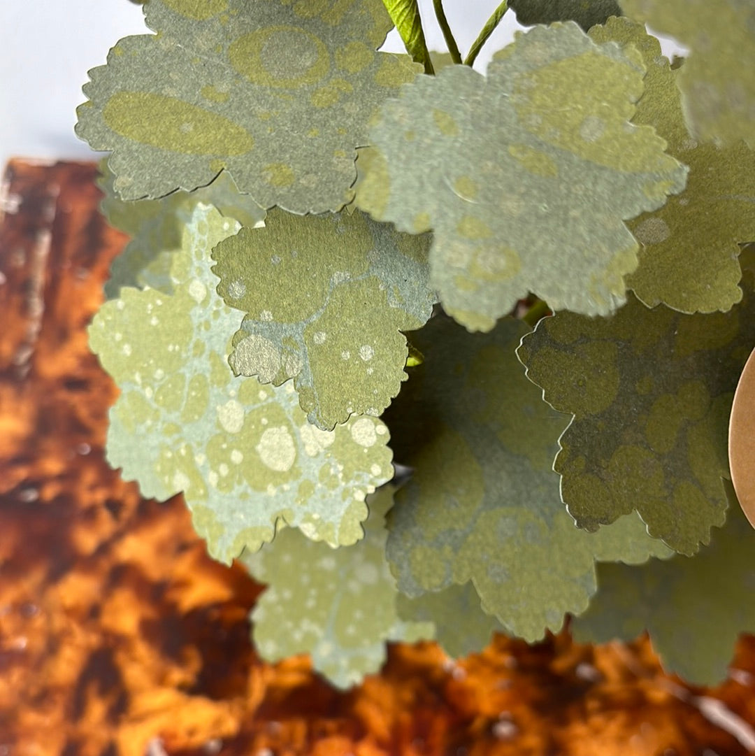 Paper Geranium