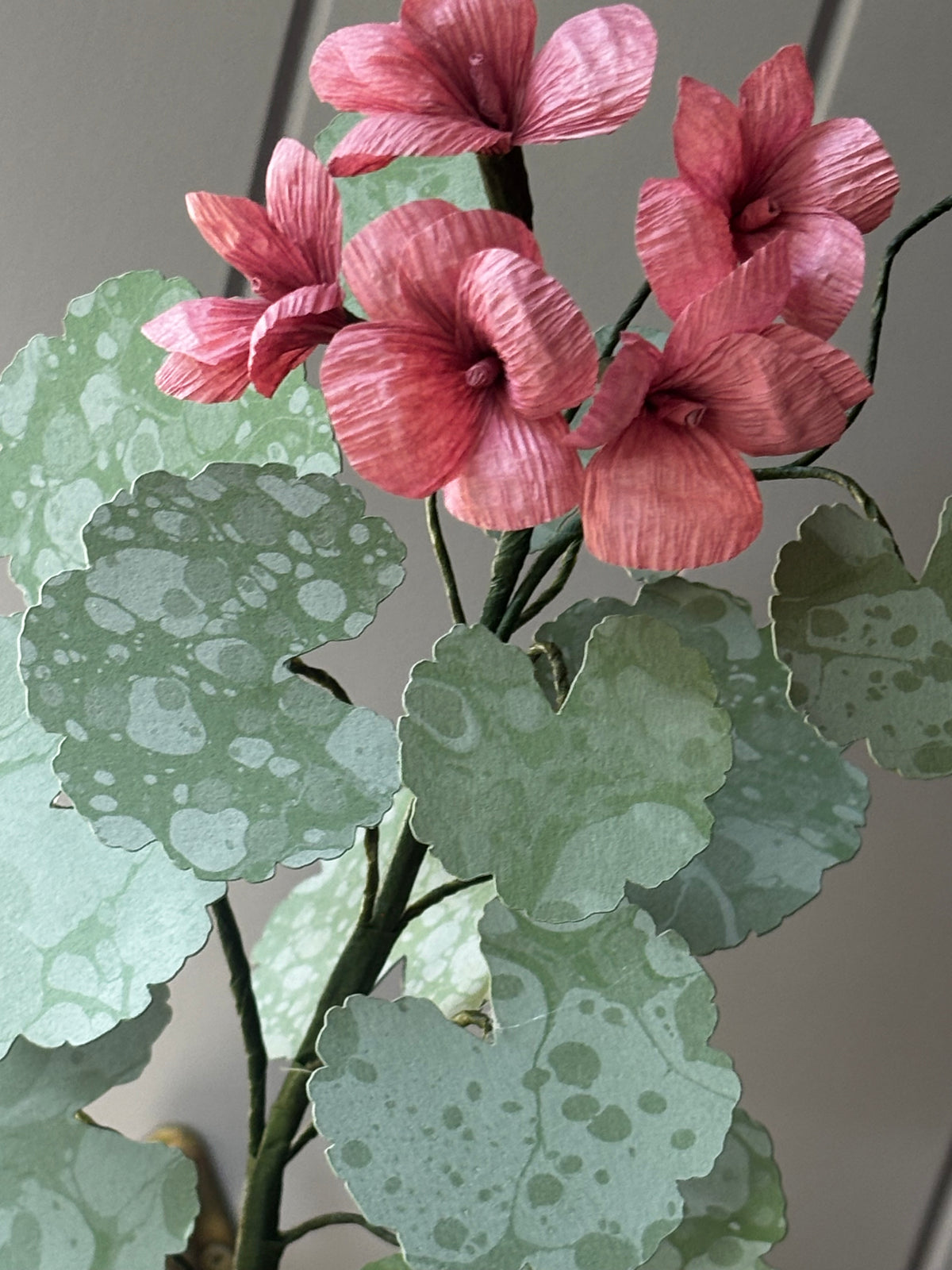 Paper geranium