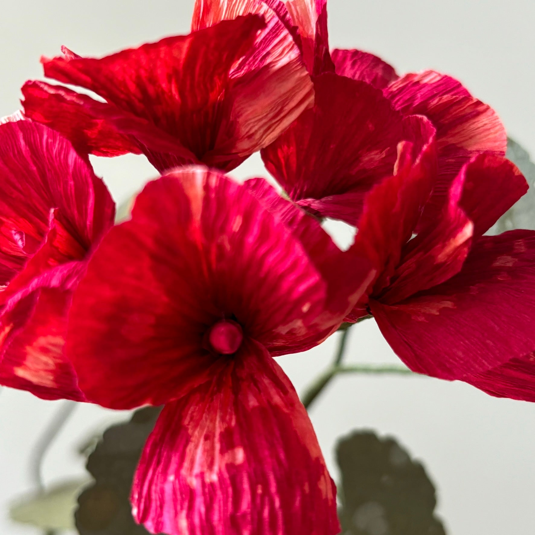 Paper Geranium