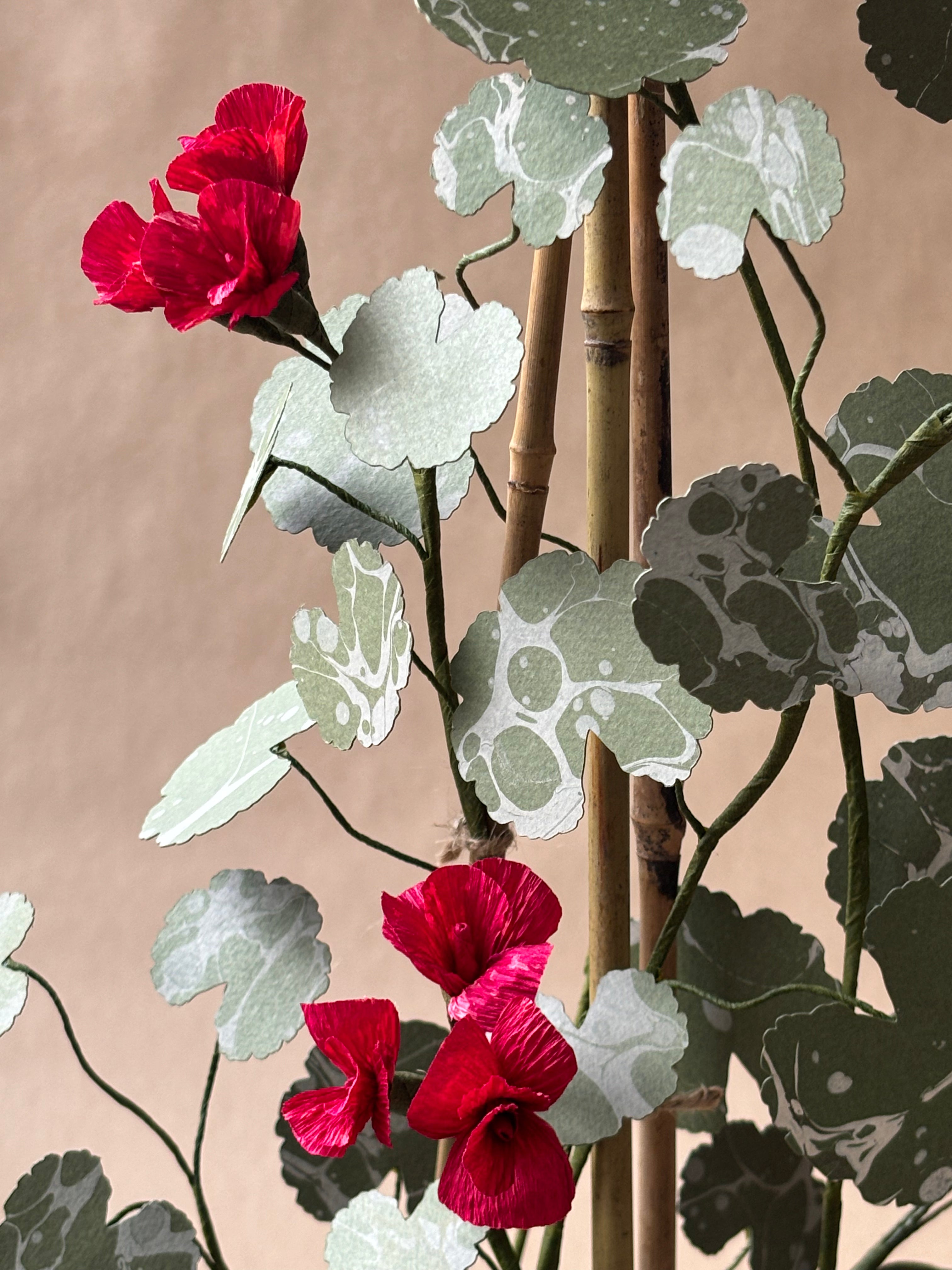 Geranium *COLLECTION or SPECIALIST COURIER ONLY*
